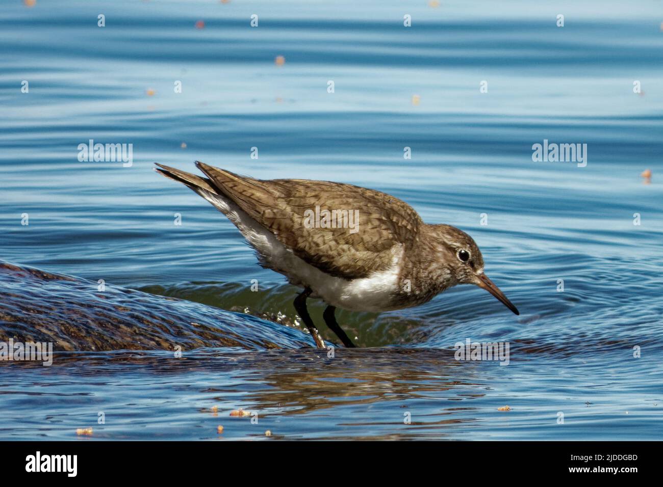 Common sandpiper (Actitis hypoleucos) is a small Palearctic wader. Stock Photo