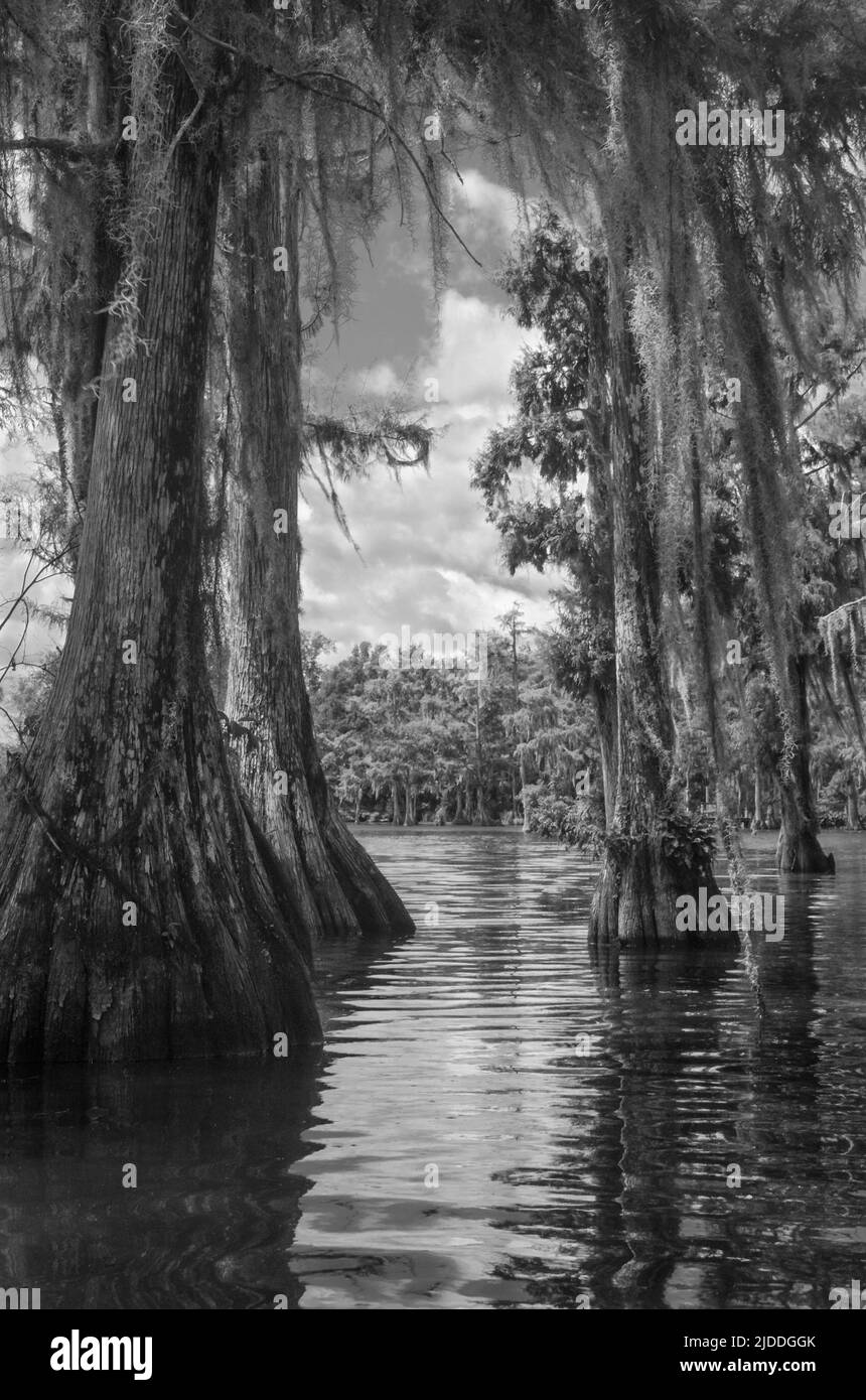 A water trail for kayaks and canoes glistening in the sun in a cypress forest with Spanish moss on Merritt's Mill Pond, Marianna, Florida, USA Stock Photo
