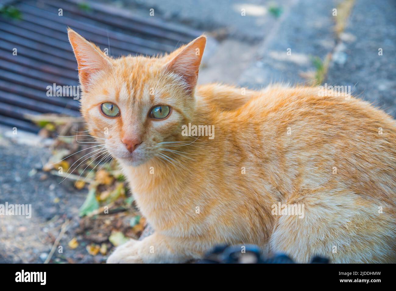 Tabby cat looking at the camera. Close view. Stock Photo