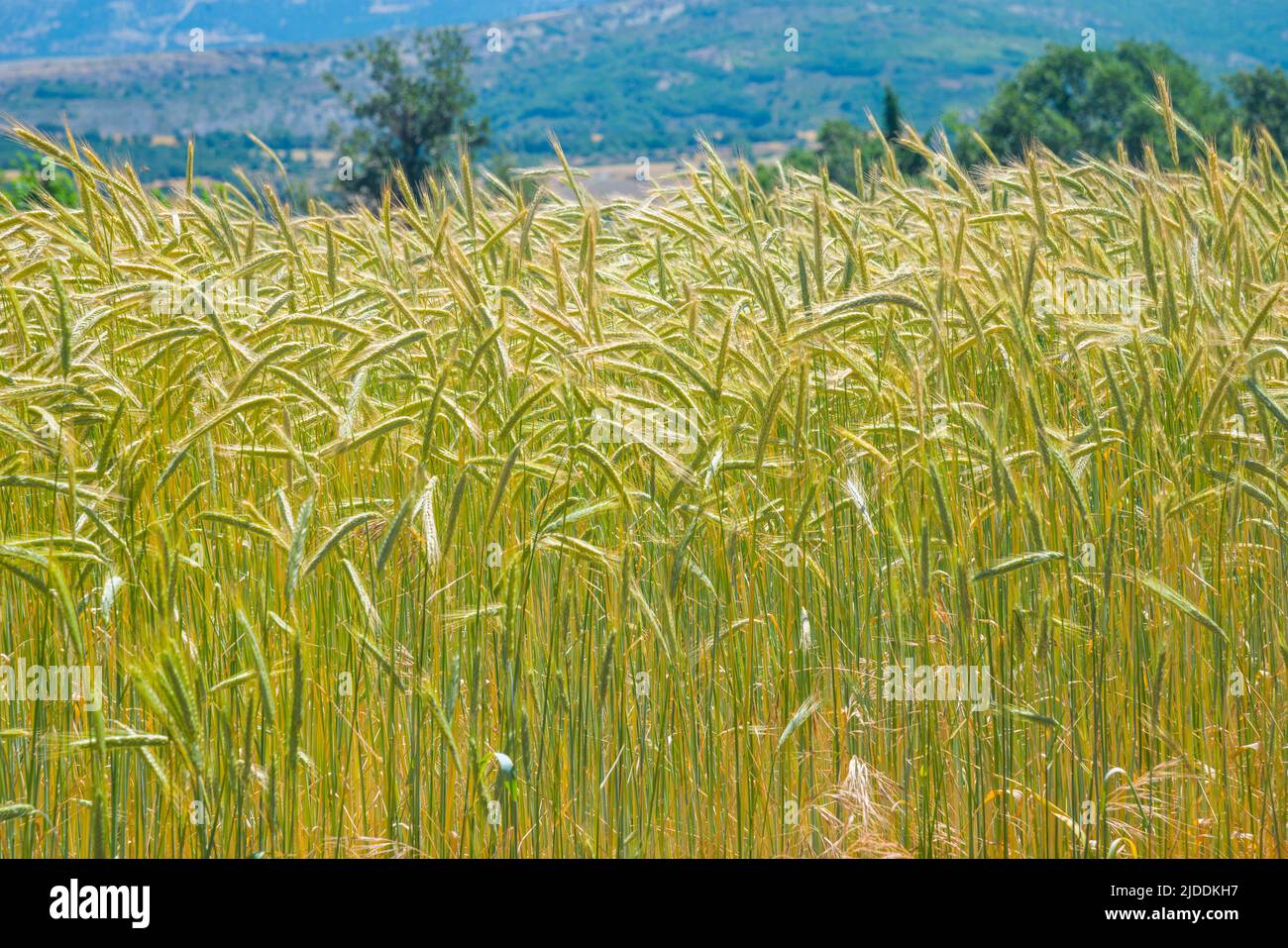 Cultivos cultivos trigo cereal hi-res stock photography and images - Alamy