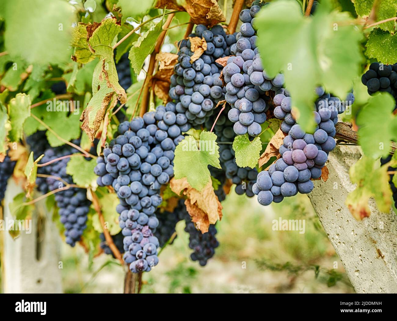 Dark, blue-skinned barbera grapes are ripe and ready to pick in a vineyard near Serralunga in the Piedmont region of Italy. Stock Photo