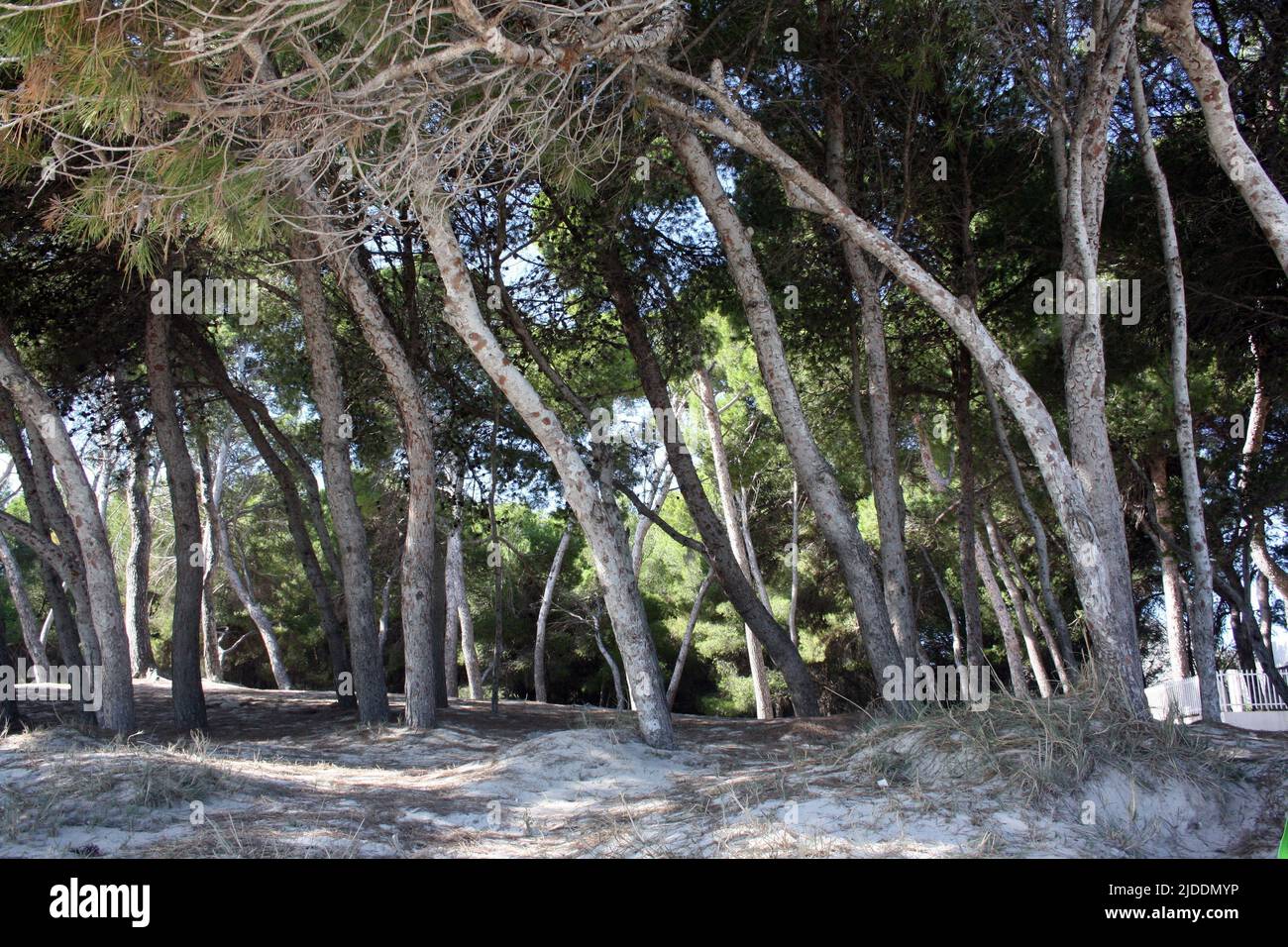Pine forest at Playa del Muro in Mallorca, Bay of Alcudia, Spain Stock Photo