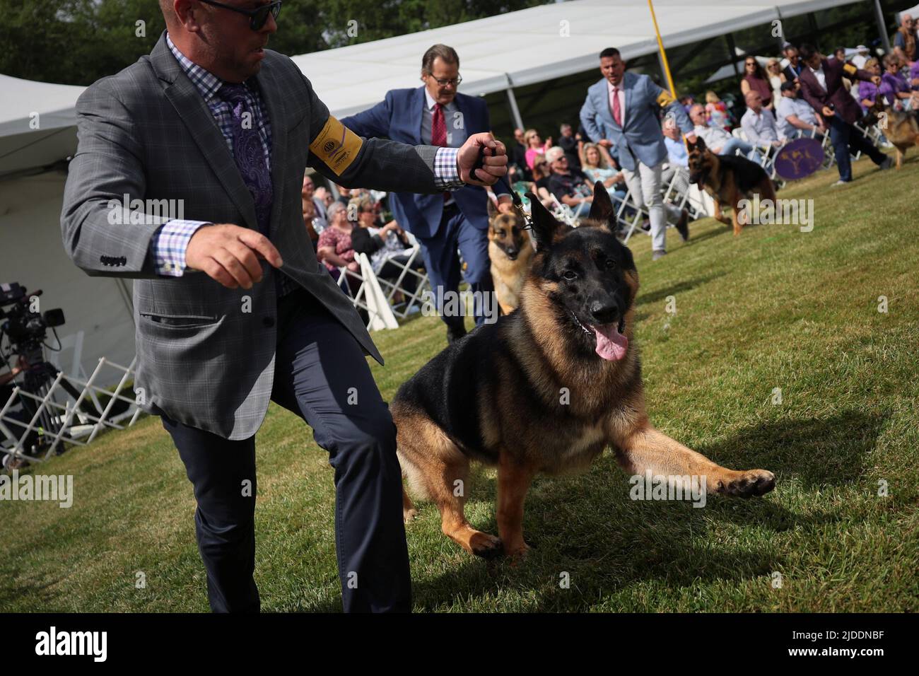 Handler Lenny Brown runs with River, a German Shepherd dog who won 'Best in Breed' during judging at the 146th Westminster Kennel Club Dog Show at the Lyndhurst Estate in Tarrytown, New York, U.S., June 20, 2022. REUTERS/Mike Segar Stock Photo