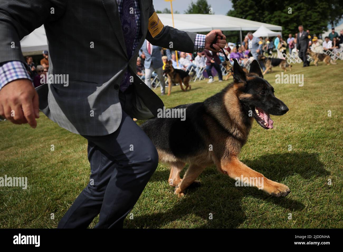Handler Lenny Brown runs with River, a German Shepherd dog who won 'Best in Breed' during judging at the 146th Westminster Kennel Club Dog Show at the Lyndhurst Estate in Tarrytown, New York, U.S., June 20, 2022. REUTERS/Mike Segar Stock Photo