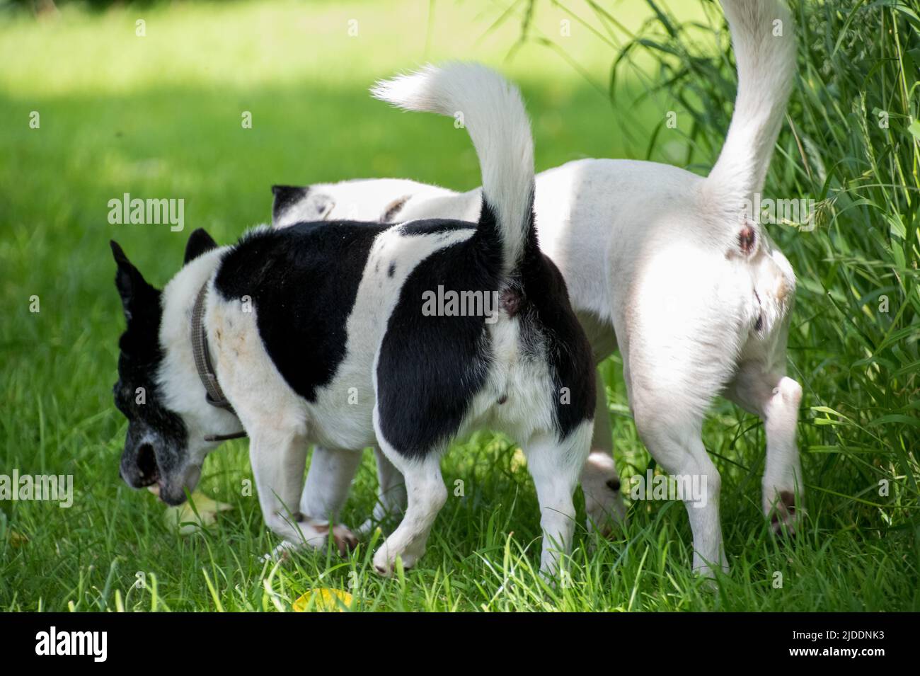 The rears of two Jack Russell's with their tails up in the air, comical view, in unison investigating the grass Stock Photo