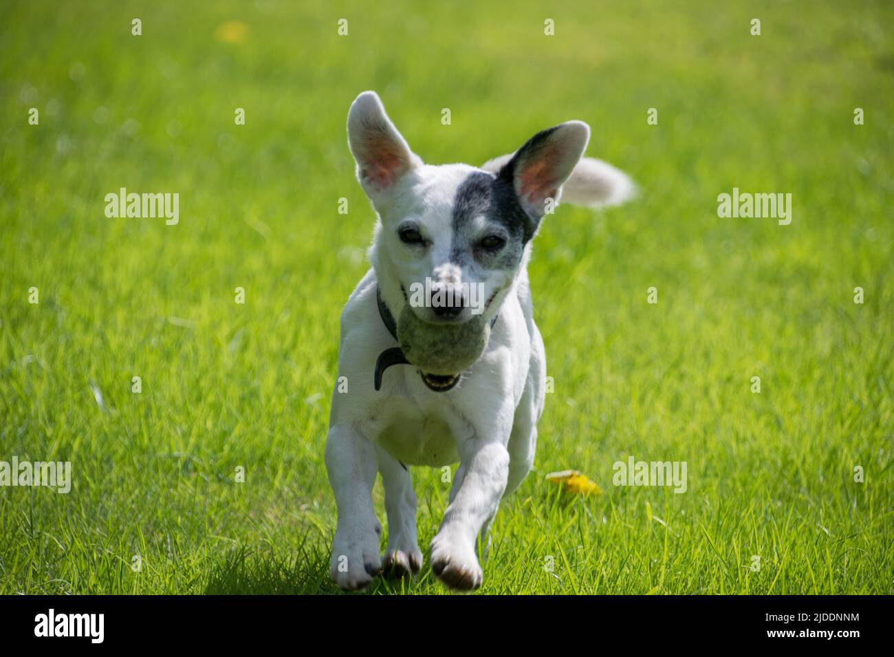 A smooth coated white Jack Russell running with a tennis ball in its mouth along green grass with its ears pricked upright Stock Photo