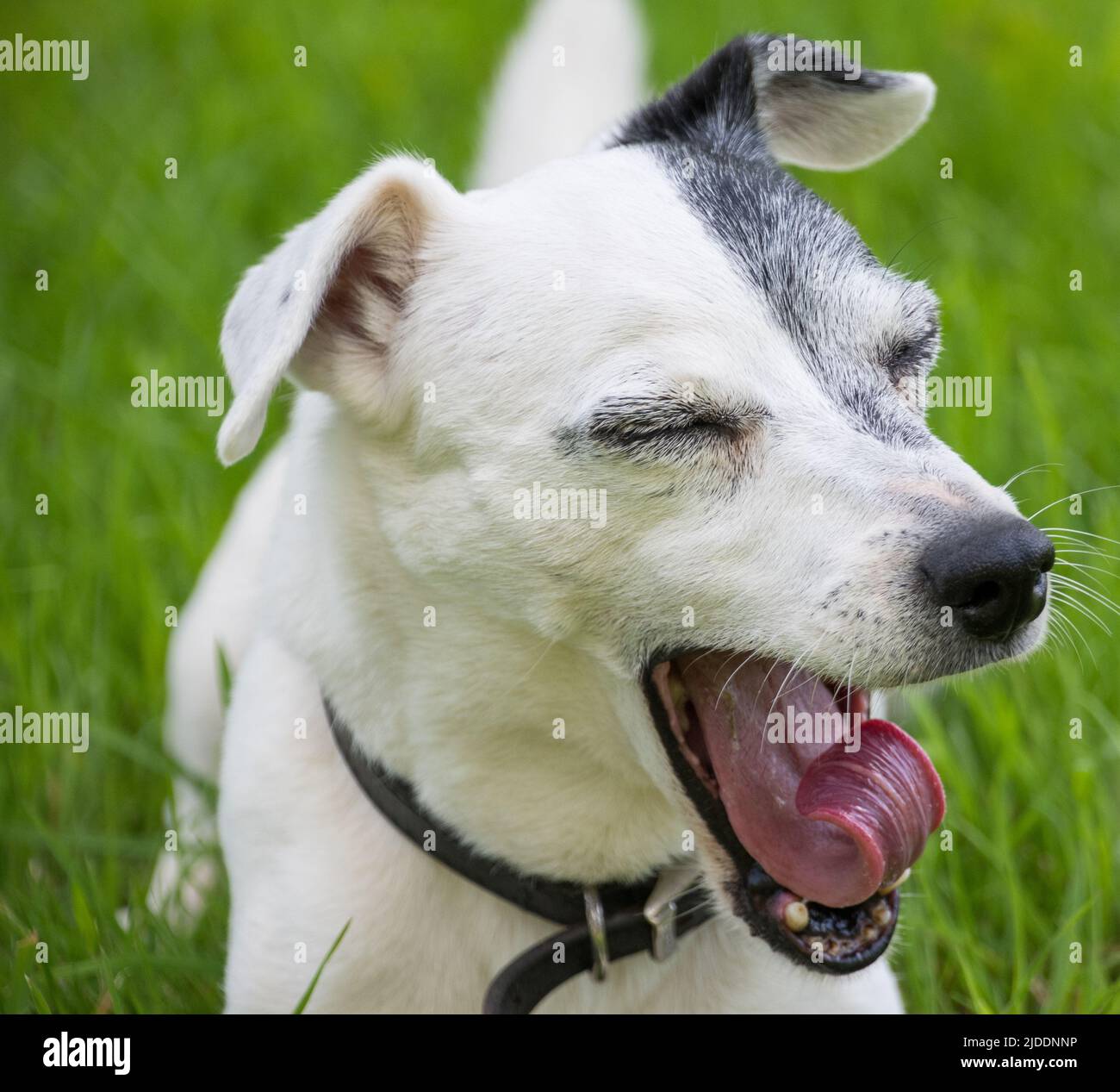 A white smooth coated with a black grey eye patch Jack Russell yarning on a summers day with its tongue curled Stock Photo