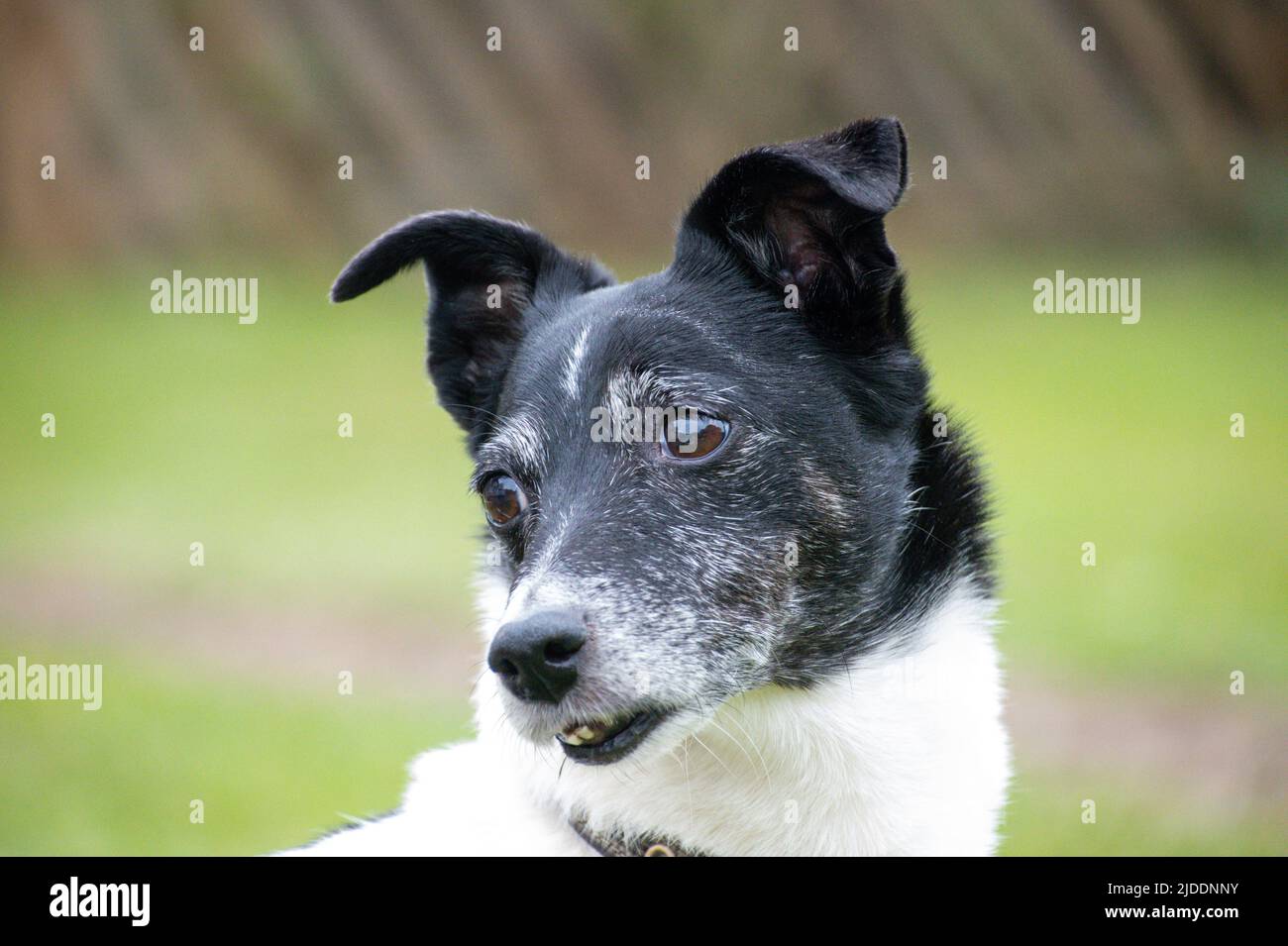 A portrait of a aging white Jack Russell with a black head with grey running through its face marking the years passing by staring to the side Stock Photo