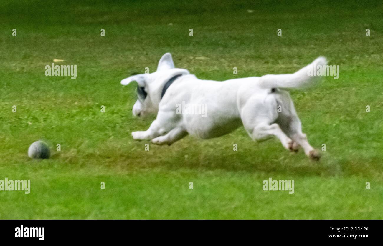 A white coated Jack Russel jumping for a tennis ball on a summers day, caught in mid flow catching the ball Stock Photo