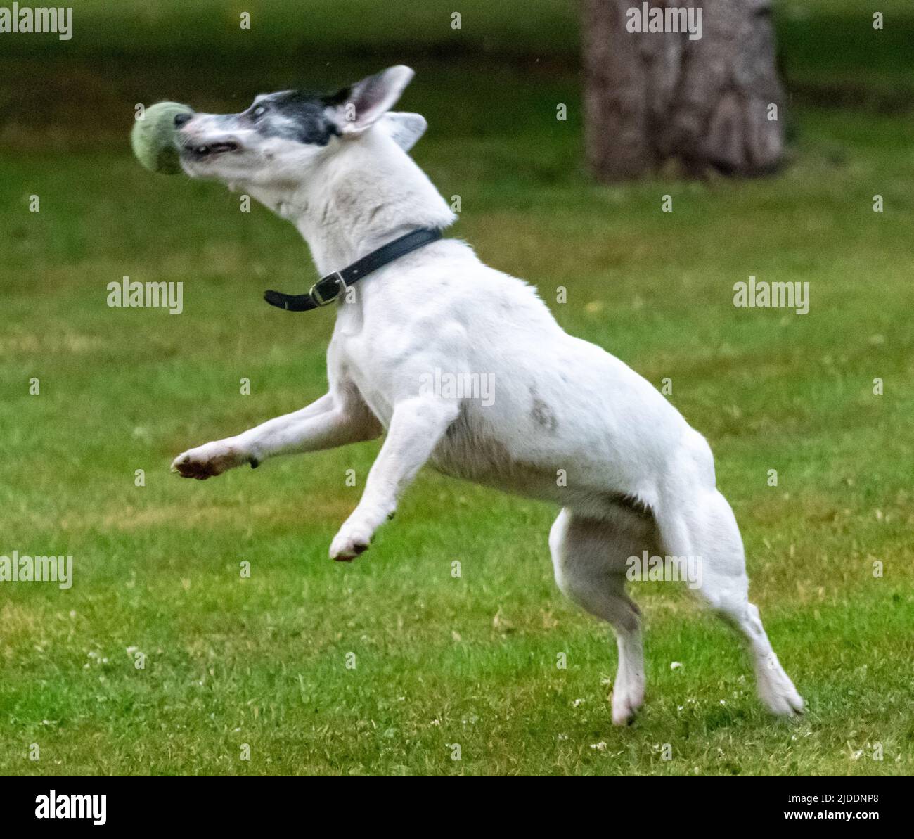 A white coated Jack Russel jumping for a tennis ball on a summers day, caught in mid flow catching the ball Stock Photo