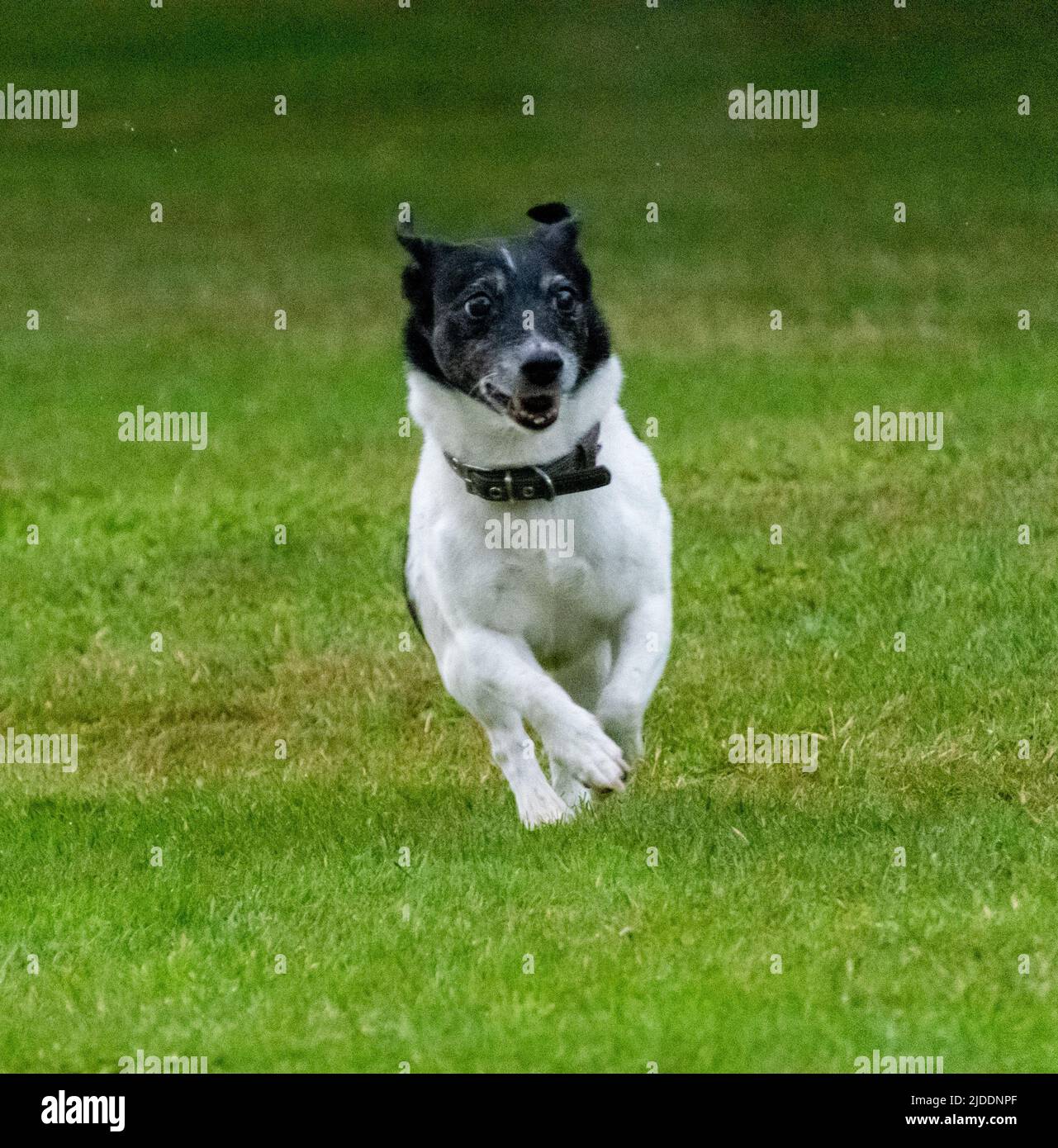 A white smooth coated Jack Russell with a black head and aging grey running through its black head running towards the camera Stock Photo