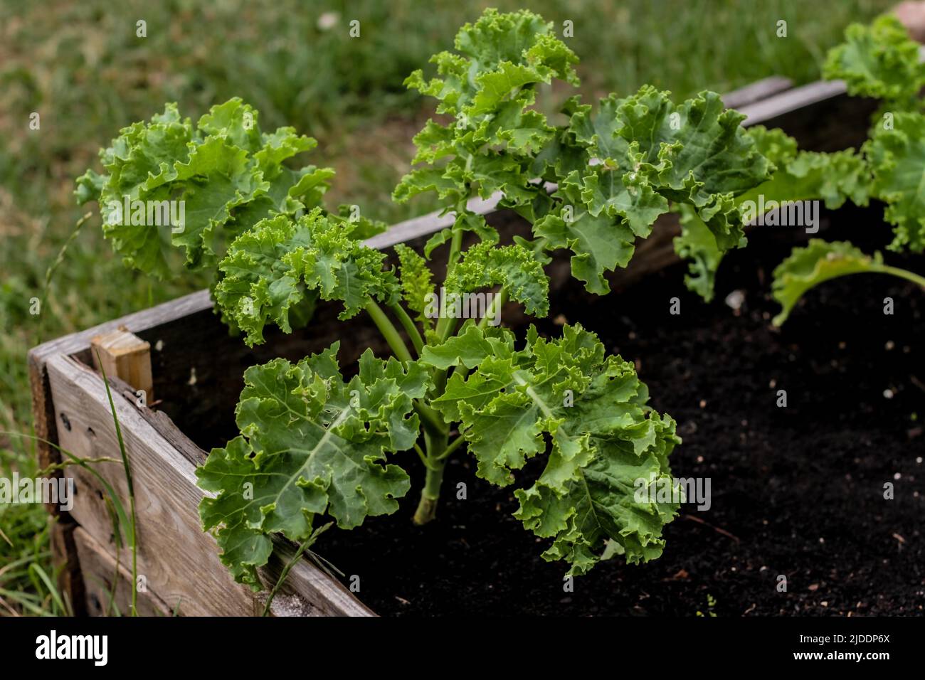 small vibrant green baby kale plant growing in an organic raised garden