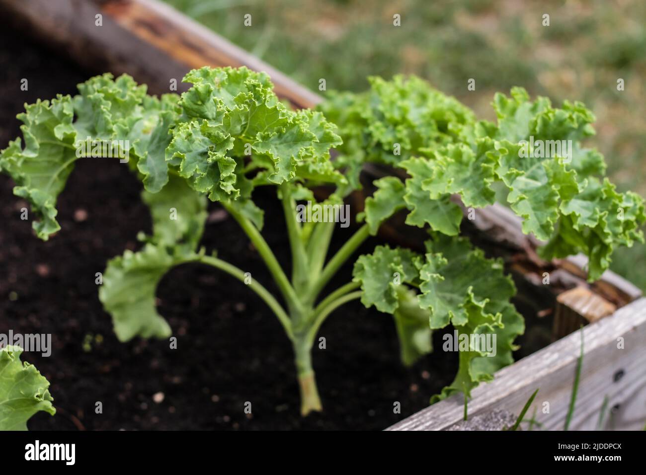 small vibrant baby kale plant growing in an organic raised garden bed