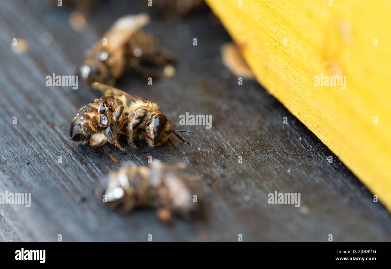Dead bees after wintering. Entrance to the hive with dead bees. Insects