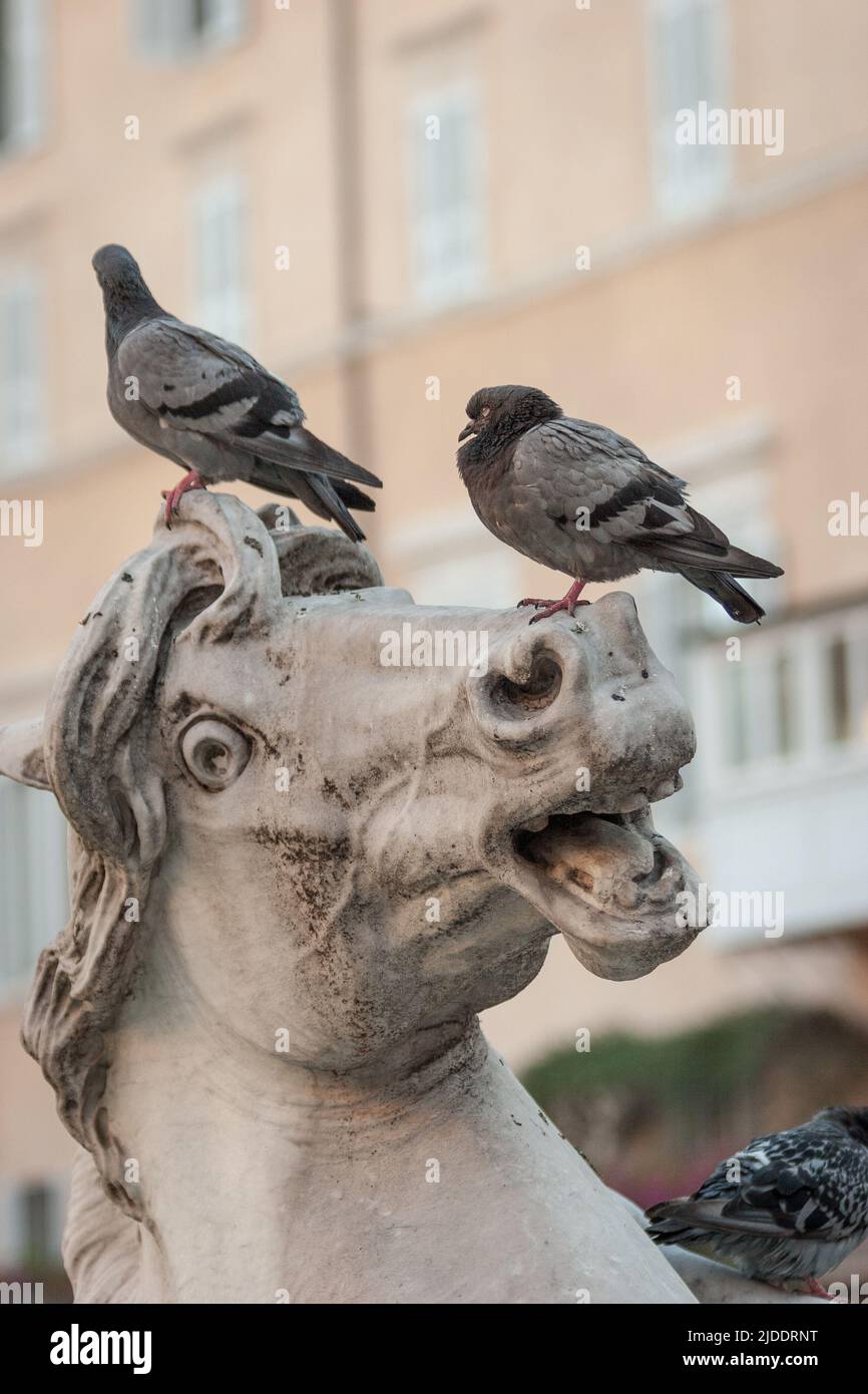 Close detail of sculptured detail from a typical fountain in Rome, Italy, with pigeons unimpressed by the expression on their perch. Stock Photo