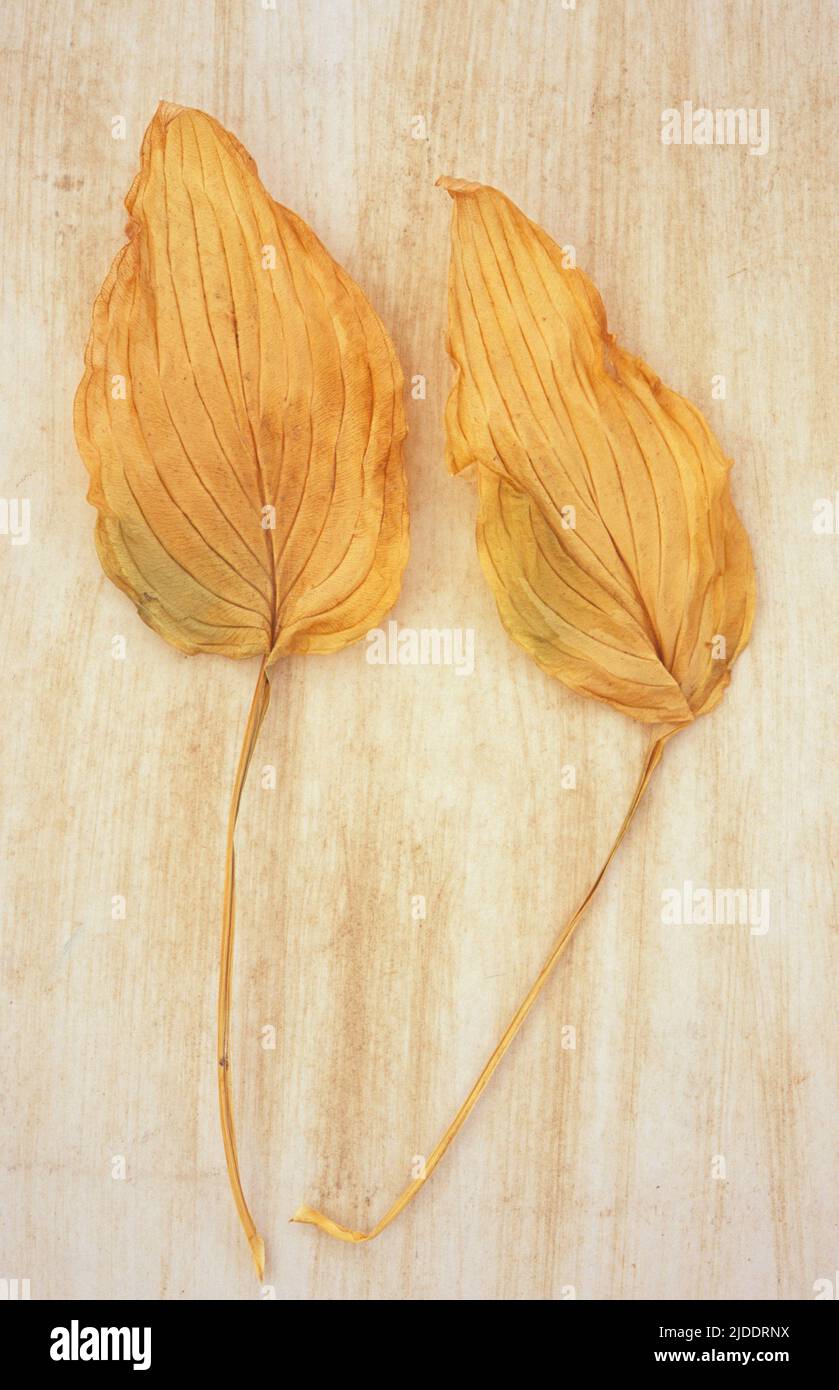 Two dried yellow leaves of Hosta fortunei Albopicta or Plantain lily lying on rough background Stock Photo