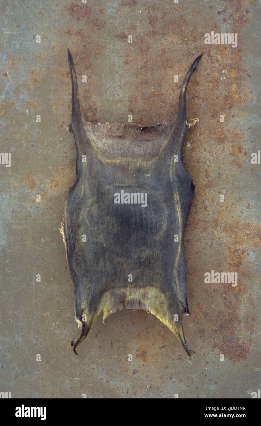 Dry dark brown Mermaids purse or seed case of fish sea-ray lying on rusty metal sheet Stock Photo