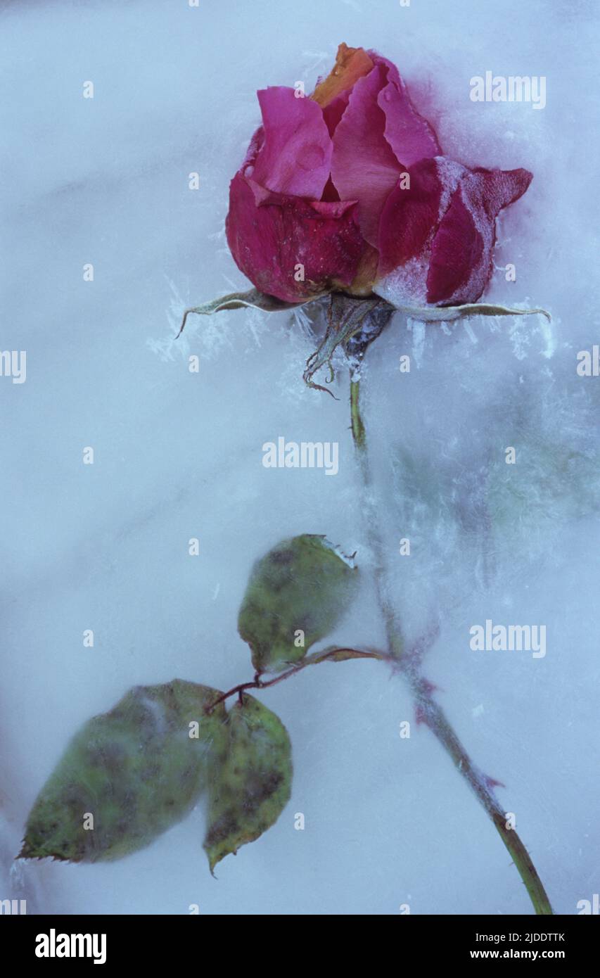 Deep pink Rose or Rosa Lovely Lady on its stem with leaves embedded in sheet of ice Stock Photo