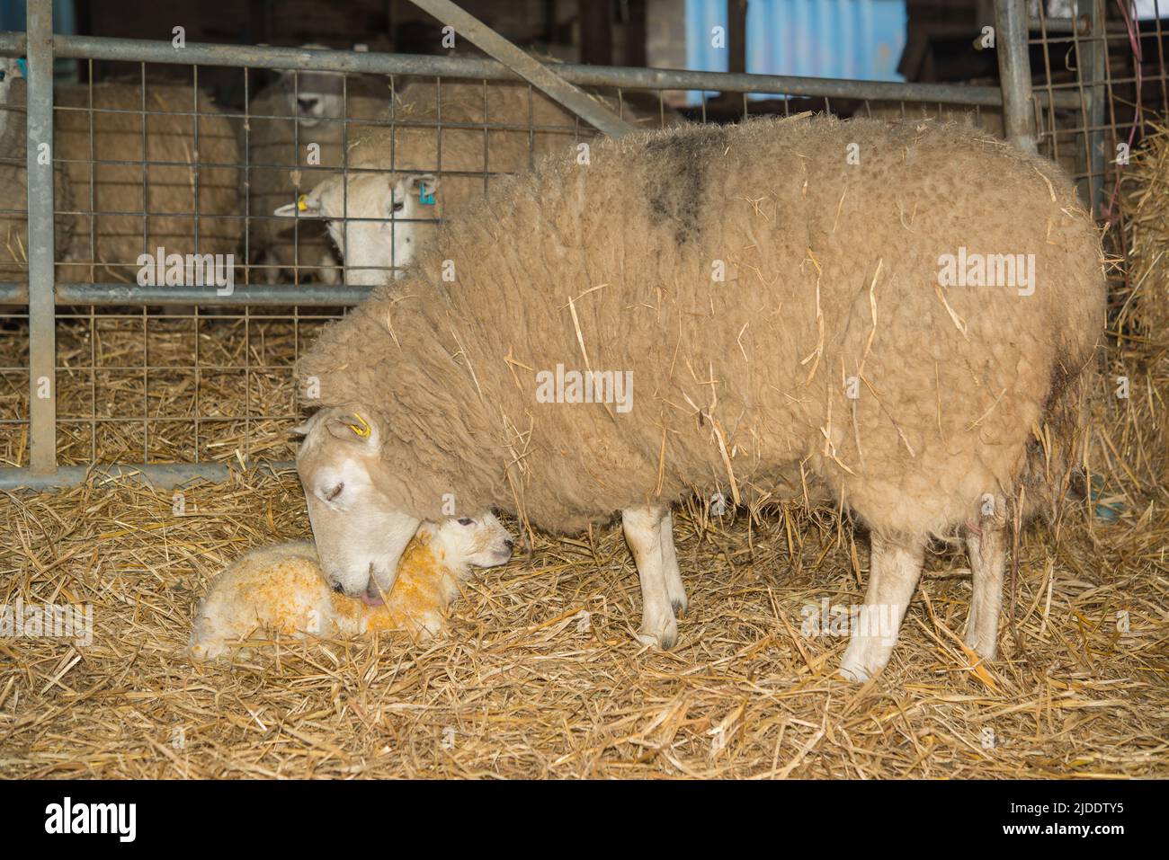 Ewe and new born lamb in shed, Gower, Wales, UK Stock Photo - Alamy