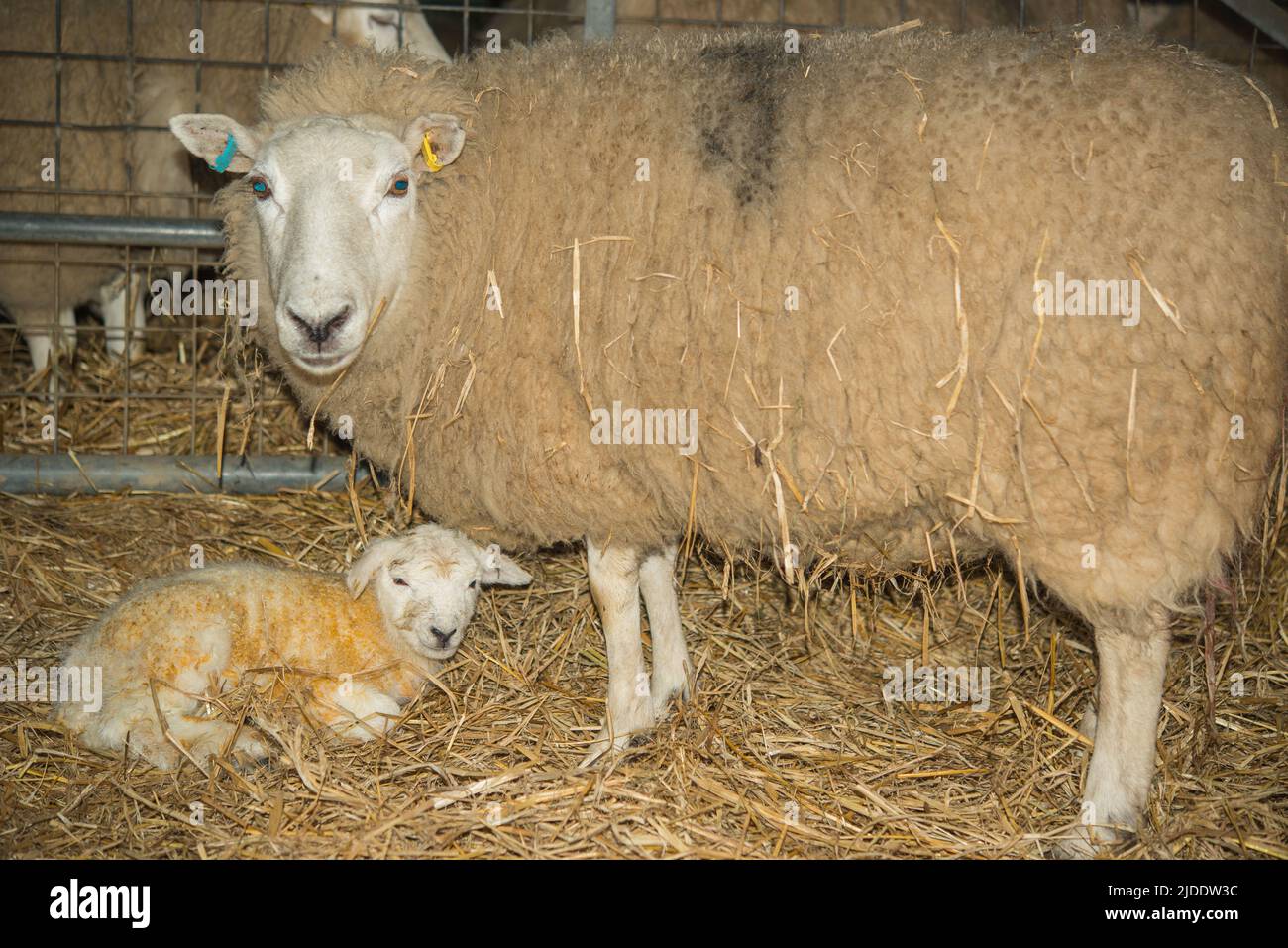 Ewe and new born lamb in shed, Gower, Wales, UK Stock Photo - Alamy
