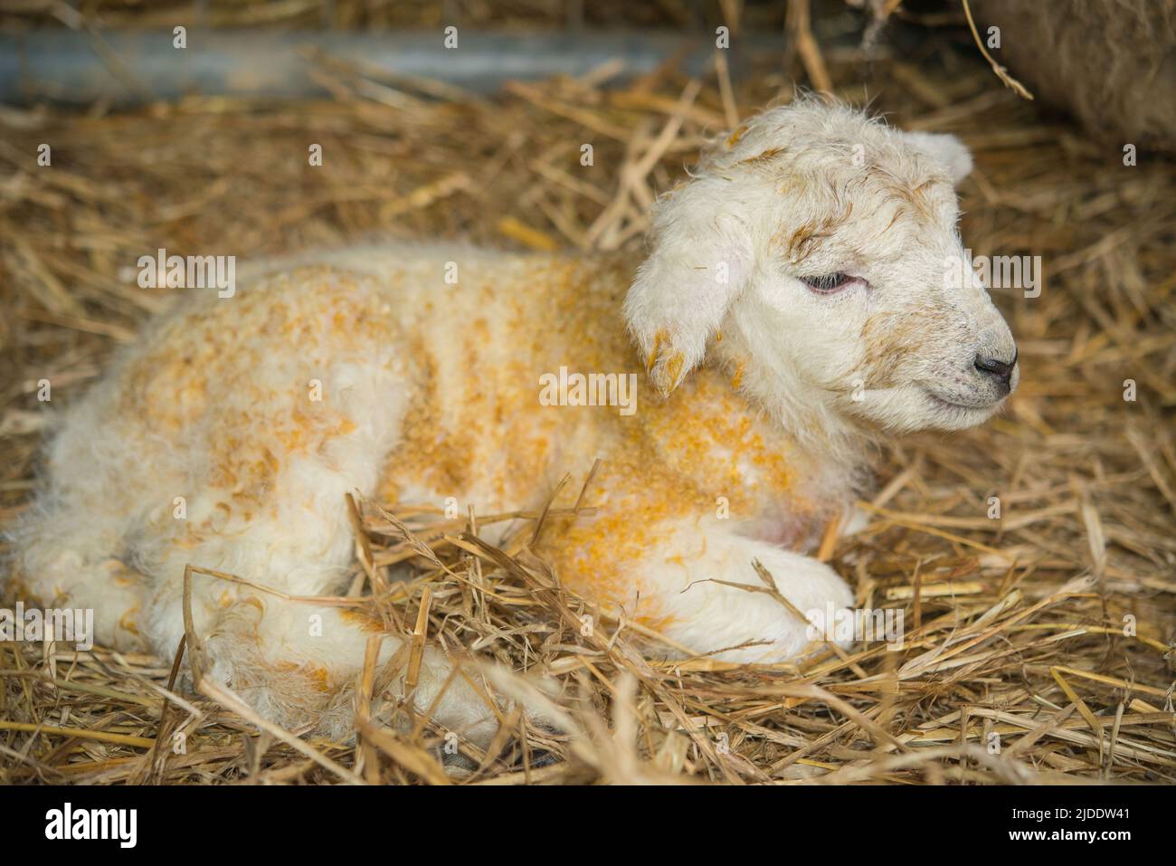 Ewe and new born lamb in shed, Gower, Wales, UK Stock Photo - Alamy
