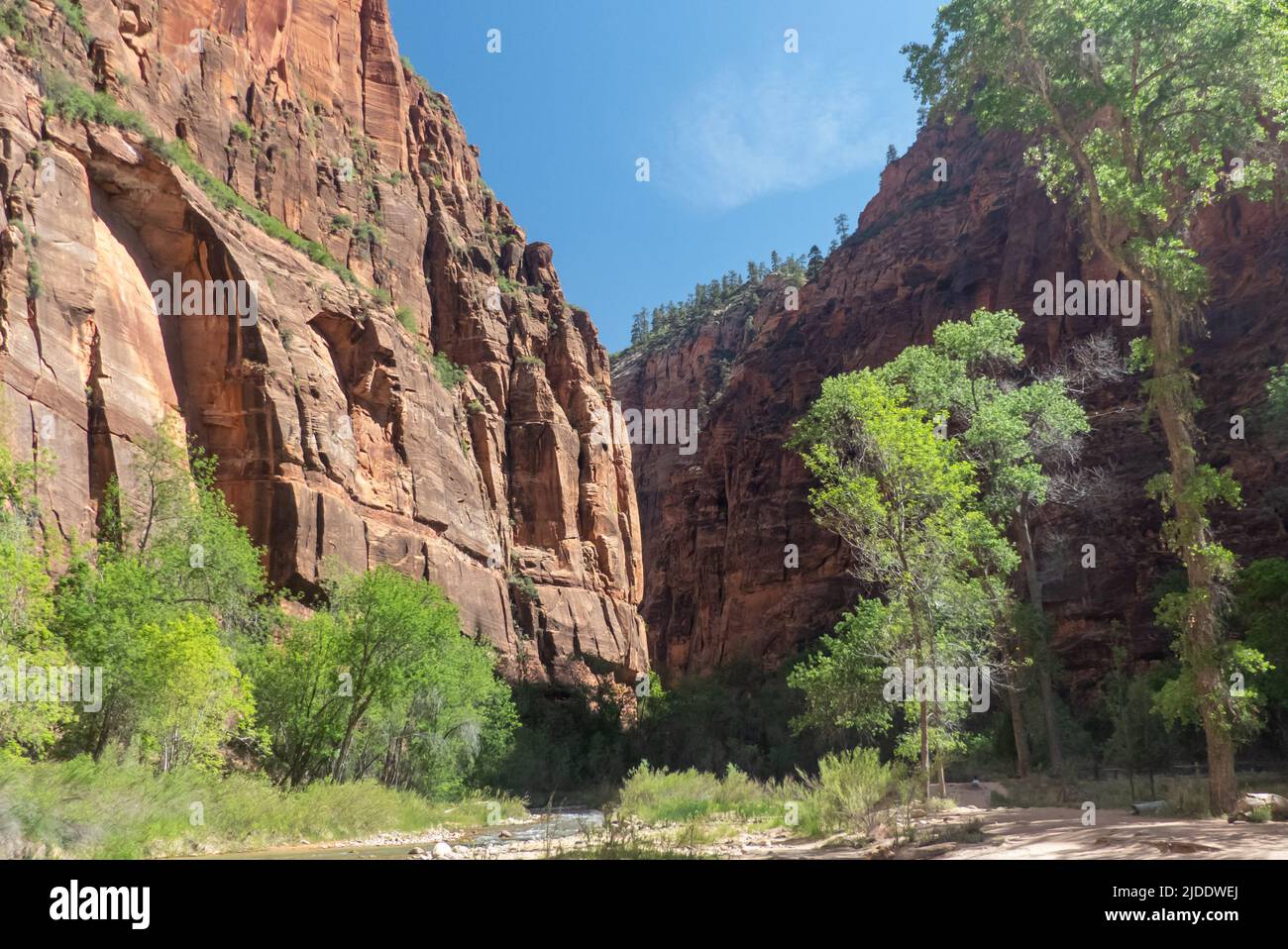 Zion NP in Utah, USA: The canyon and the Virgin River. Stock Photo