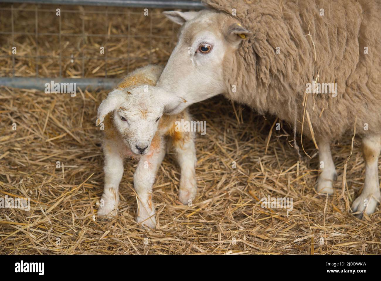 Ewe and new born lamb in shed, Gower, Wales, UK Stock Photo - Alamy