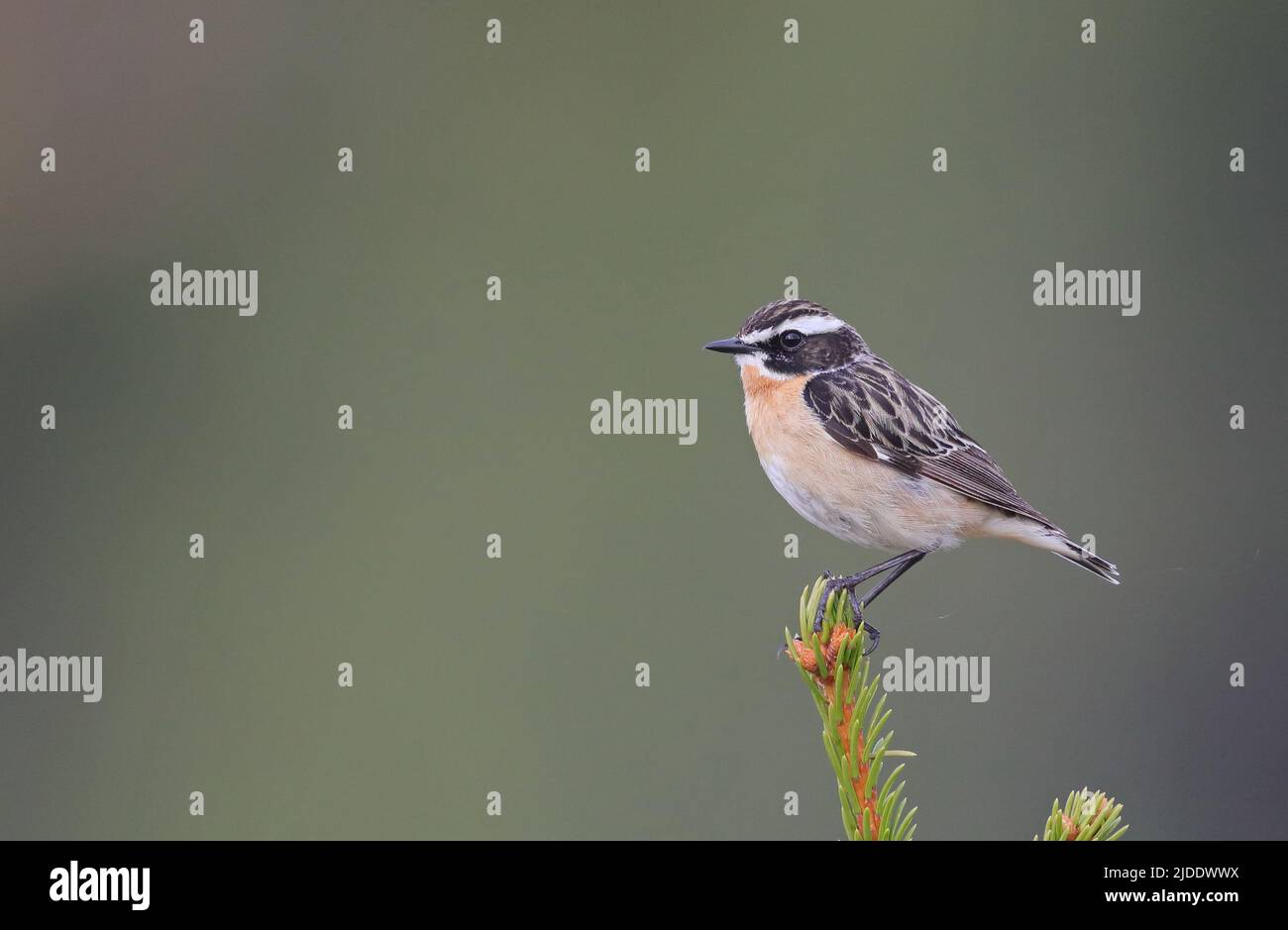 Whinchat, Saxicola rubetra, sitting on Spruce top Stock Photo