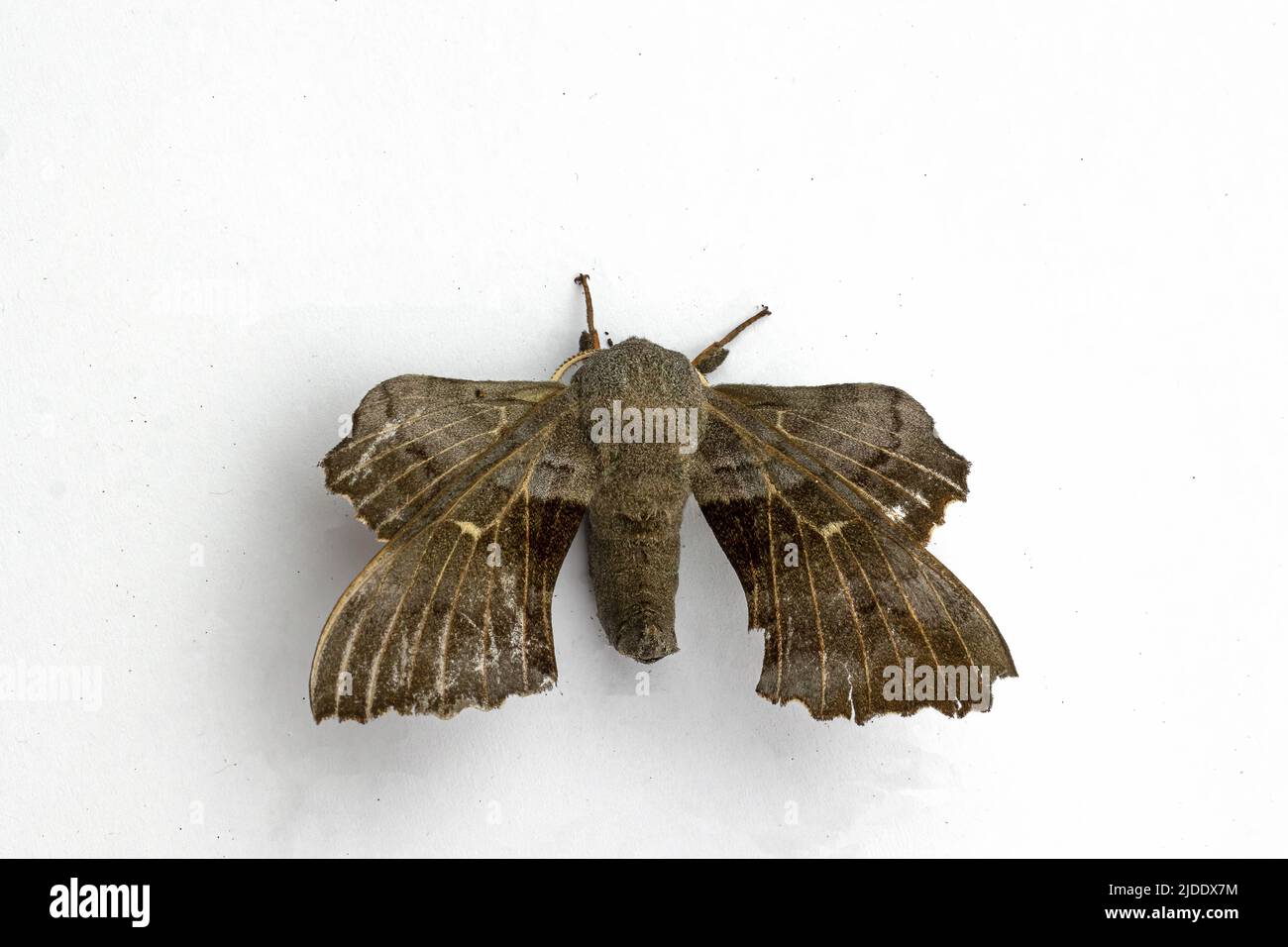 Poplar Hawk Moth (Laothoe populi) Stock Photo