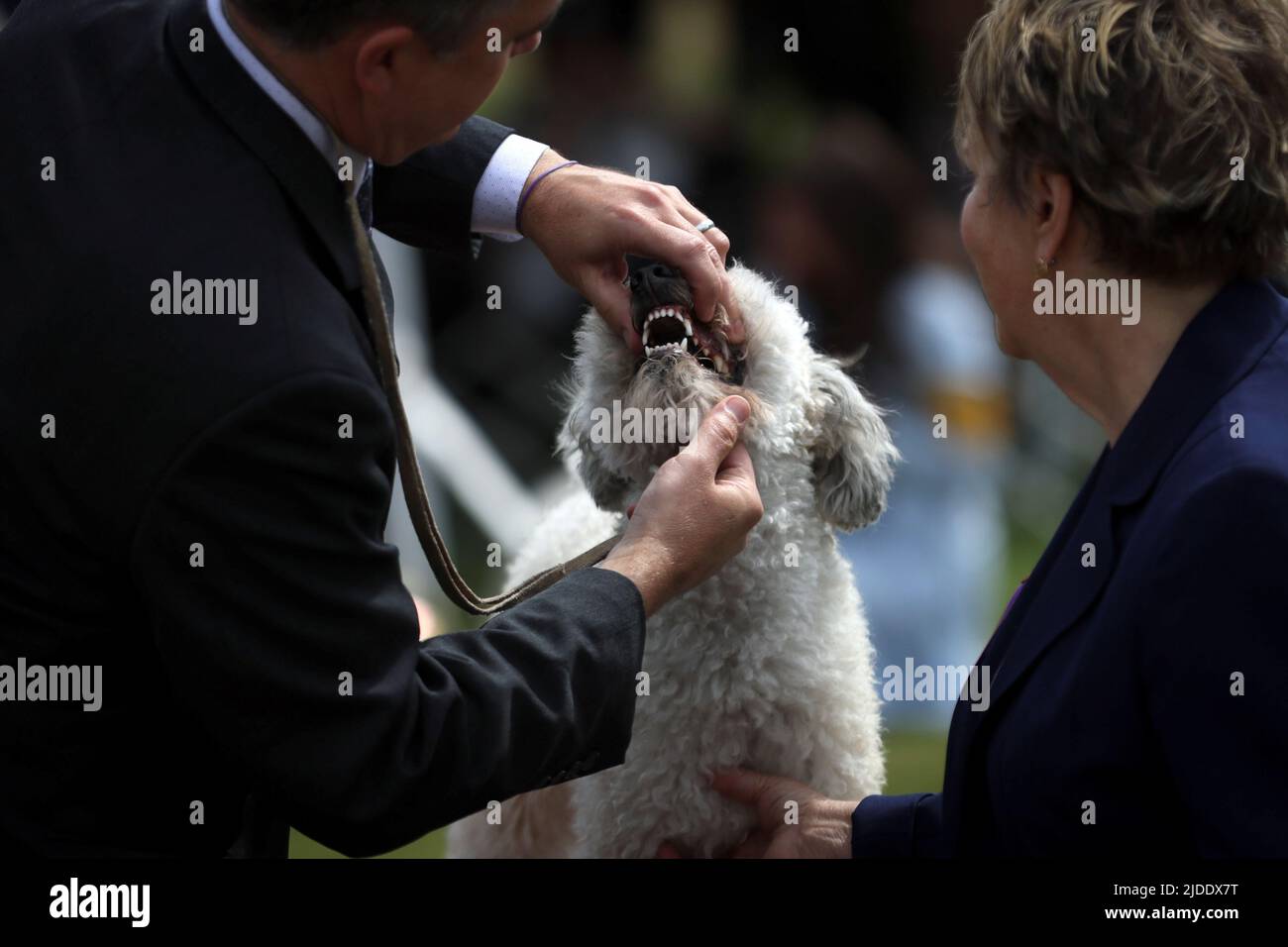 A handler shows a Pumik dog to a judge during breed judging at the 146th Westminster Kennel Club Dog Show at the Lyndhurst Estate in Tarrytown, New York, U.S., June 20, 2022. REUTERS/Mike Segar Stock Photo