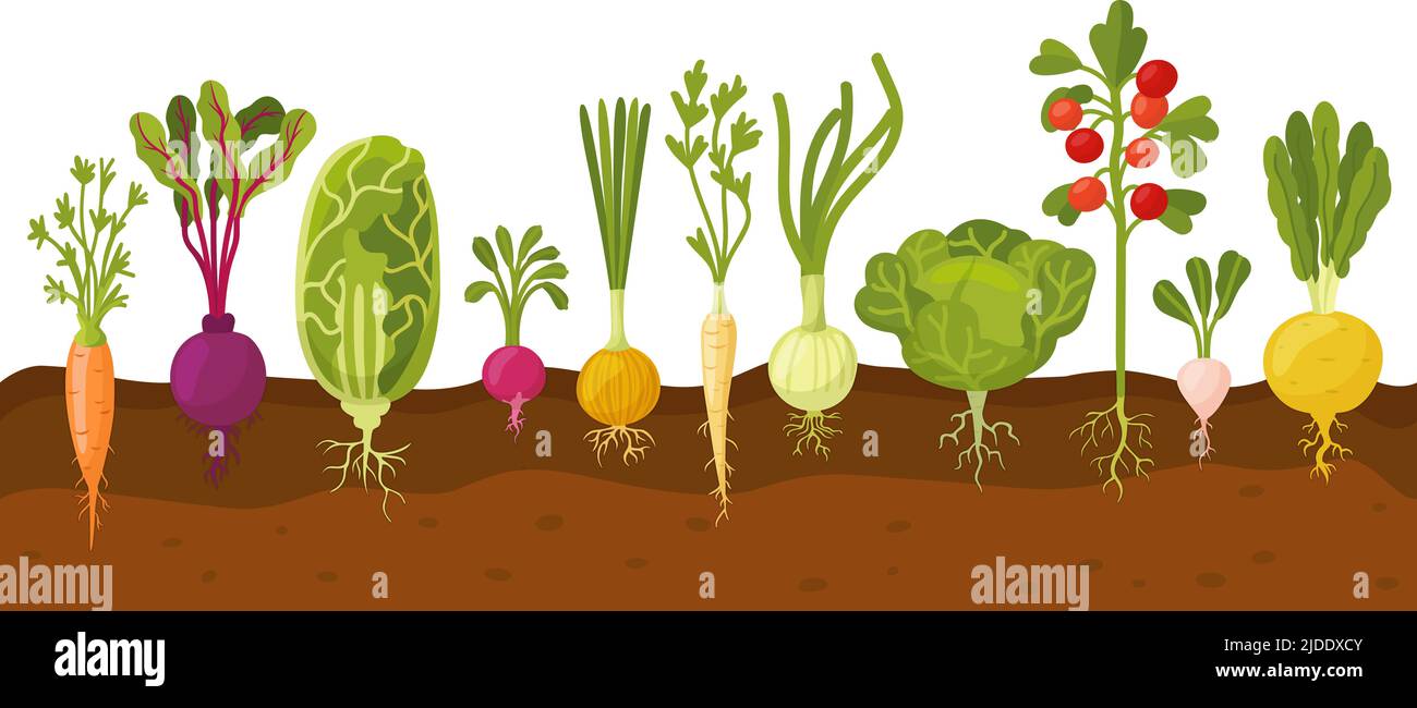 Vegetables in ground. Ripe carrot and tomatoes, planting roots veggie. Garden veggies, radish, onion, cabbage. Growing process, neoteric farm vector Stock Vector