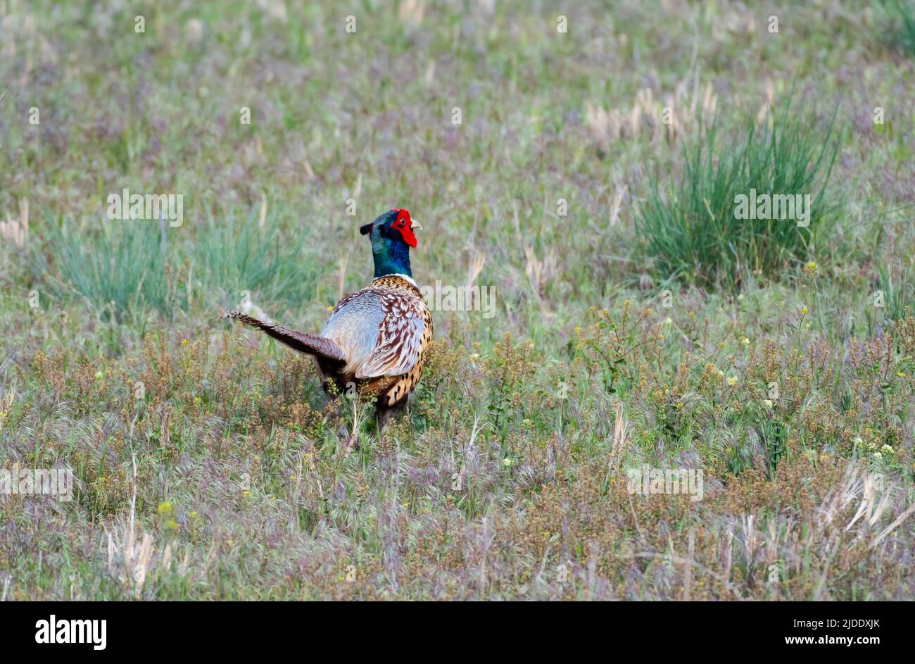Colorful Ring-necked Pheasant, Phasianus colchicus, walking away in a field. Bird in wild. Stock Photo