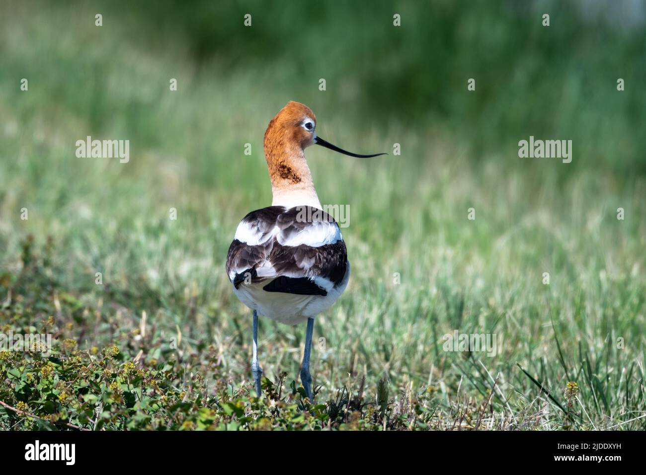 Rear view of an American Avocet, Recurvirostra americana, standing in green grass Stock Photo
