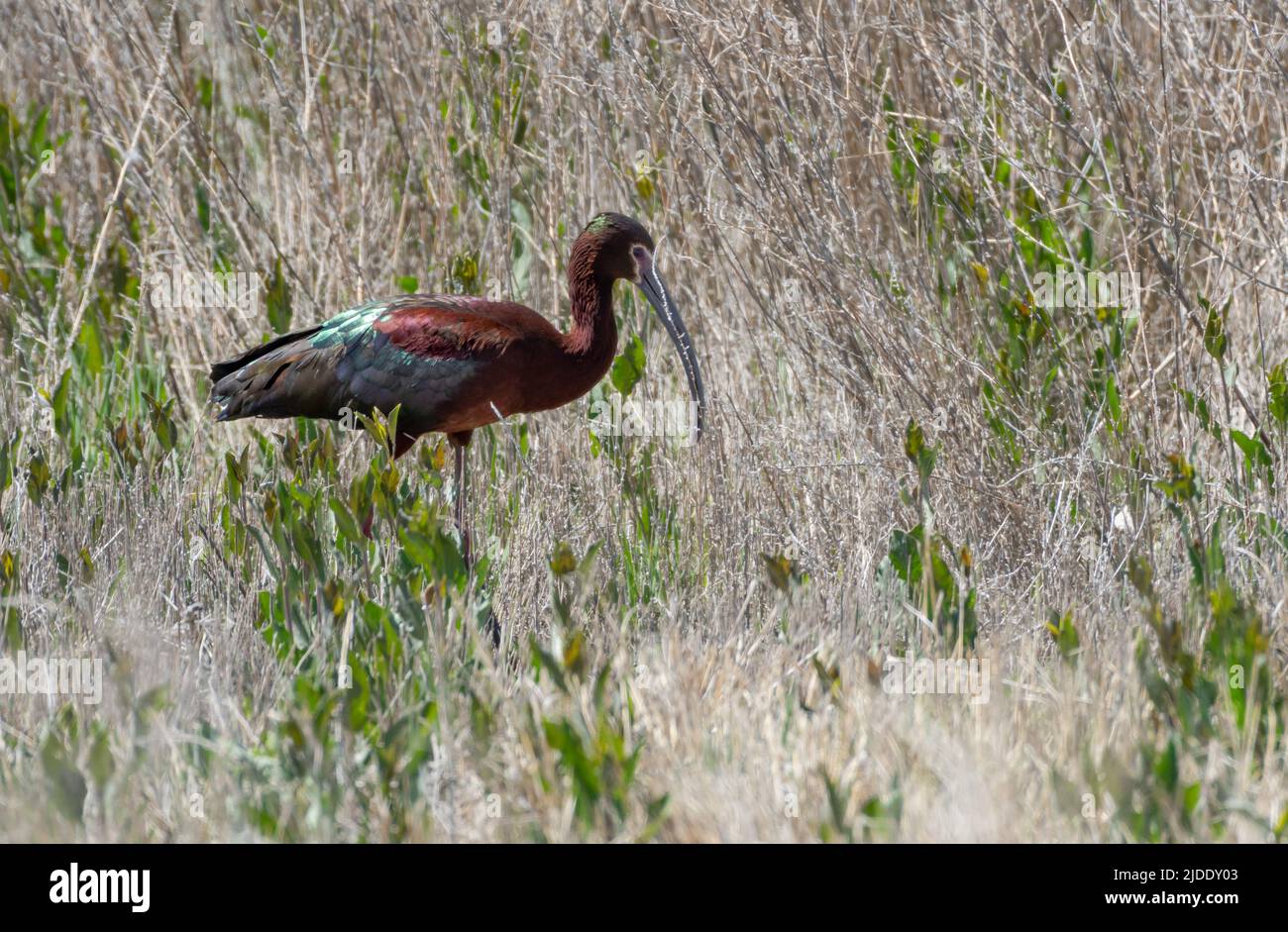 Colorful and shiny, White-faced Ibis, Plegadis chihi, foraging in a field of tall grass and shrubs. Bird in wild. Stock Photo