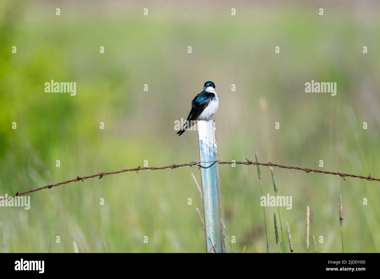 Tree Swallow, Tachycineta bicolor, perching on a barbed wire fence in a field. Small bird. Stock Photo