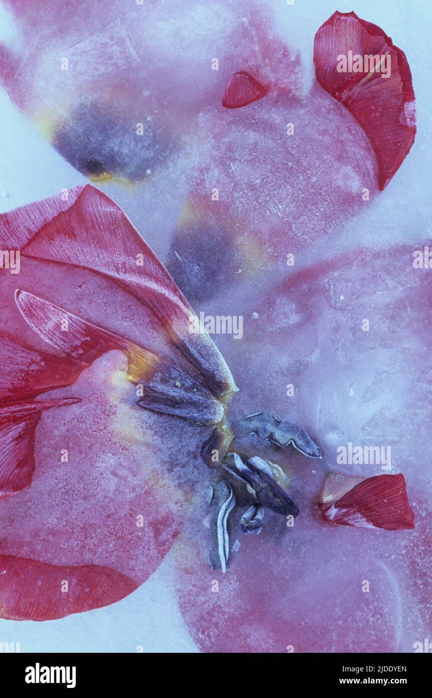 Deep red tulip flattened with some petals separated and trapped in sheet of ice Stock Photo
