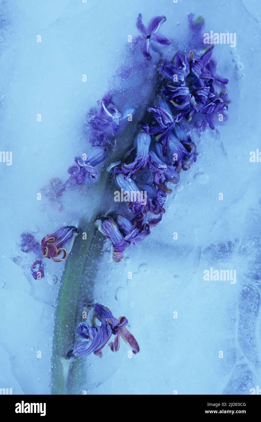 Dying blue Hyacinth or Hyacinthus orientalis flower lying trapped within sheet  of ice Stock Photo