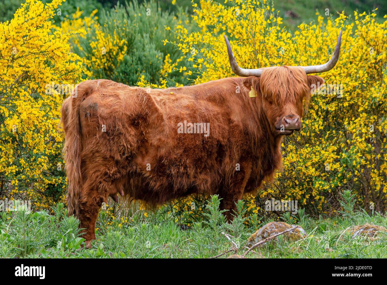 Highlands Cows, Bunachton, Scotland, United Kingdom Stock Photo