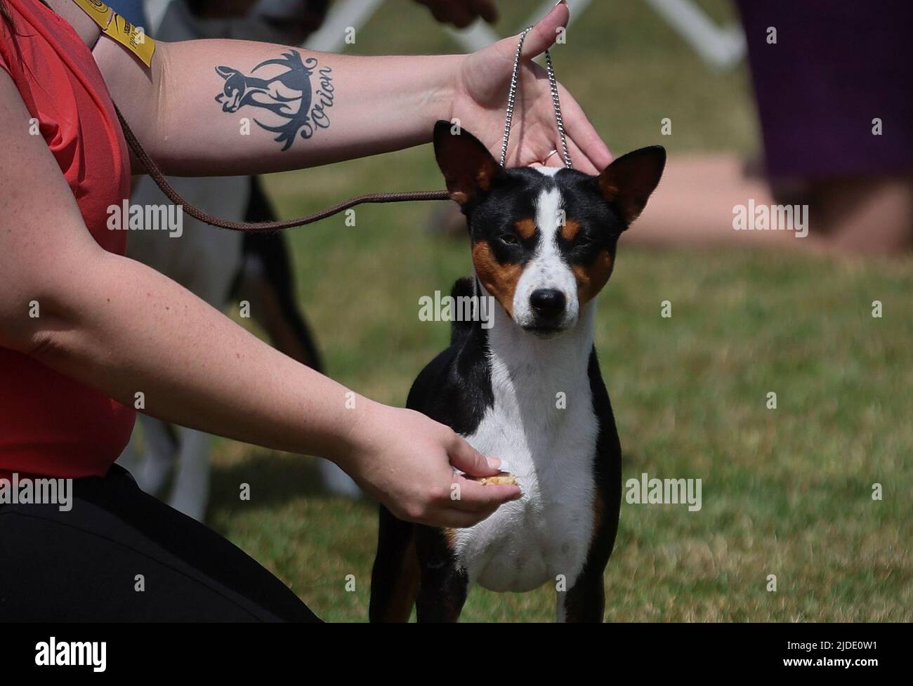 A handler poses a Basenji dog during breed judging at the 146th Westminster Kennel Club Dog Show at the Lyndhurst Estate in Tarrytown, New York, U.S., June 20, 2022. REUTERS/Mike Segar Stock Photo