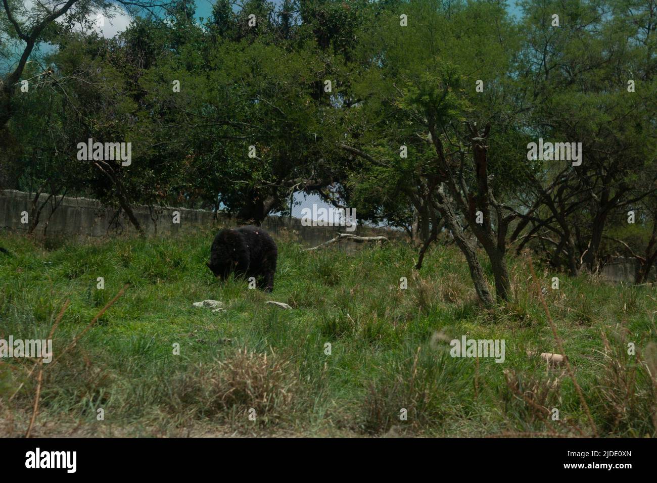 Ursus (mammal) visual data 6