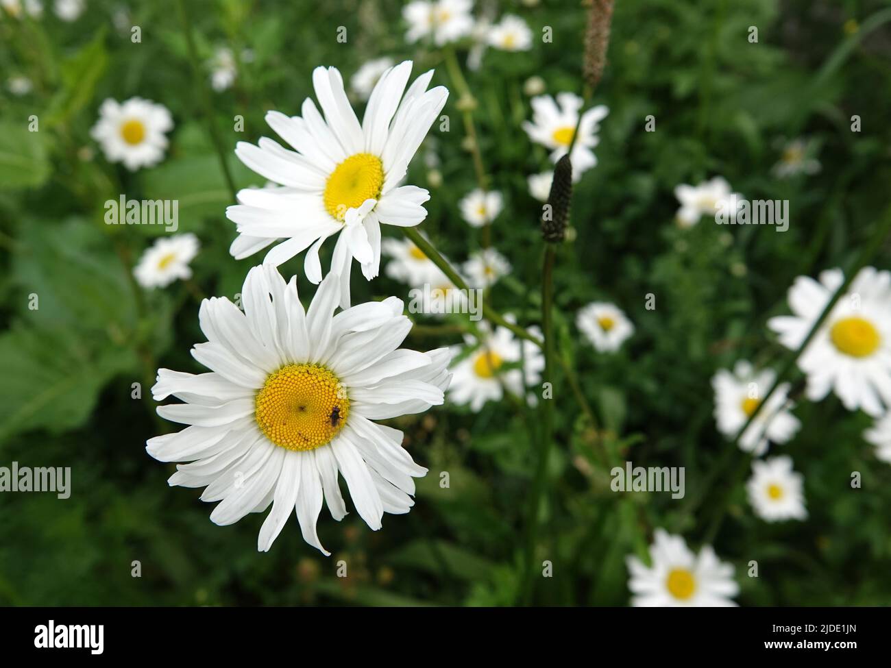 A group of daisies (latin name leucanthemum vulgare) blooming is a