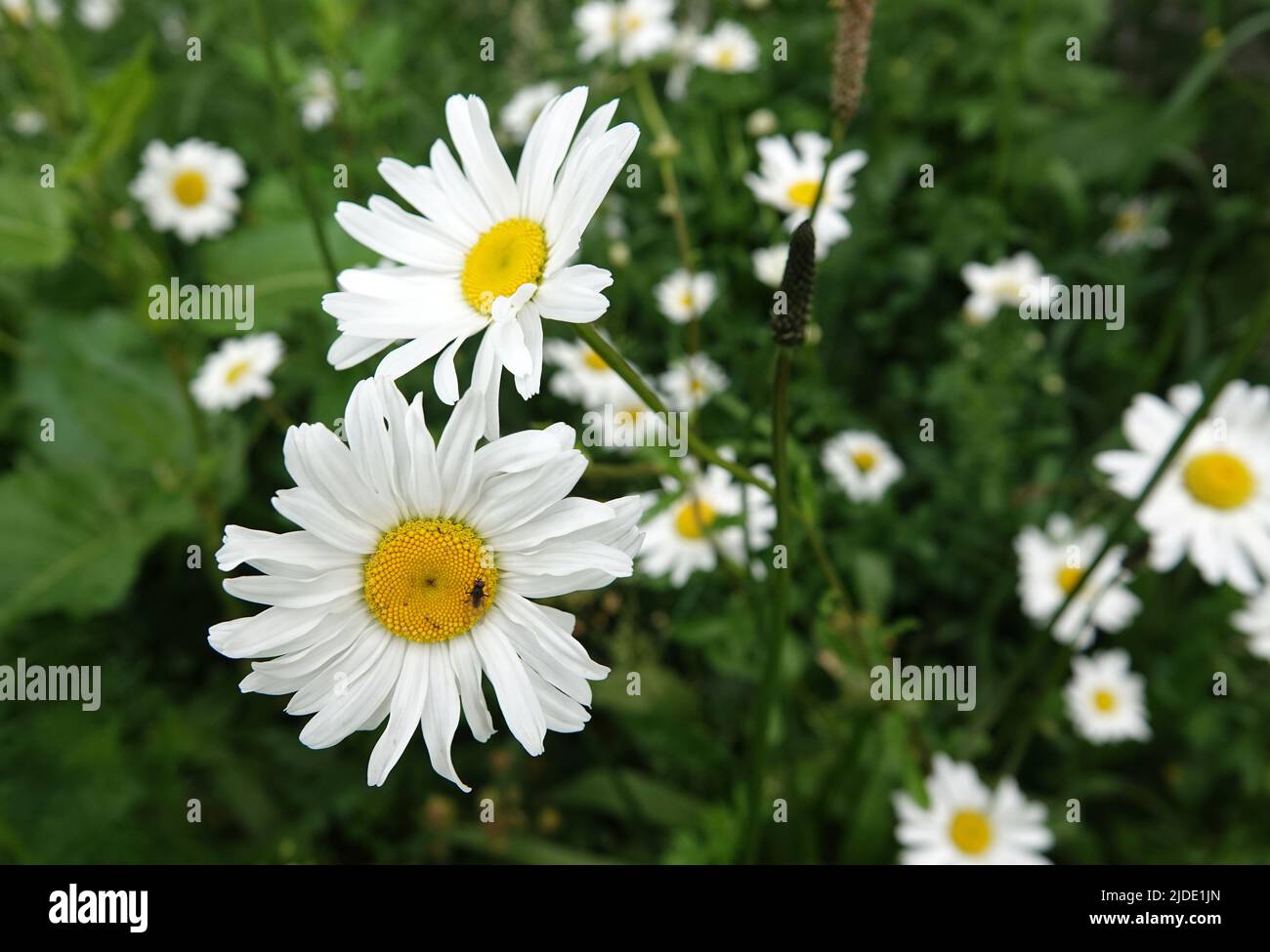 A group of daisies (latin name: leucanthemum vulgare)  blooming is a meadow. On one sits a fly Stock Photo