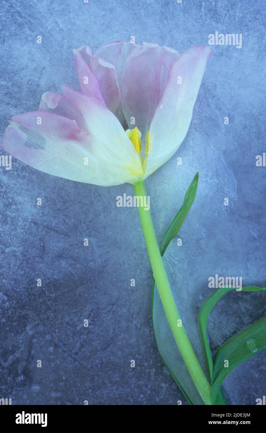 Pale pink and white tulip on its green stem with leaves lying trapped in sheet of ice Stock Photo