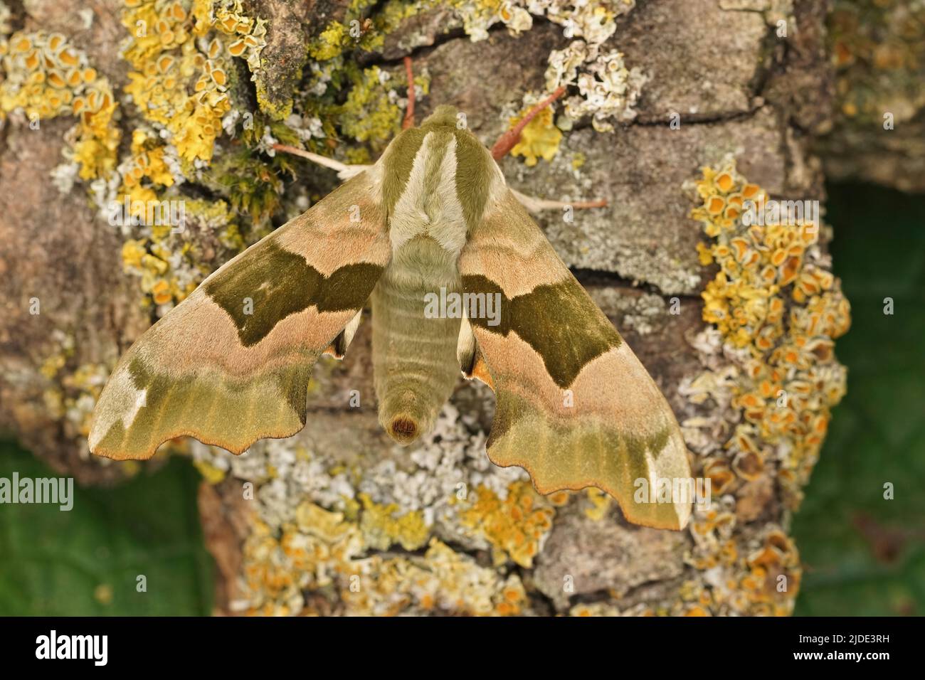 Detailed closeup on the Lime Hawk-moth, Mimas tiliae sitting with open wings on wood Stock Photo