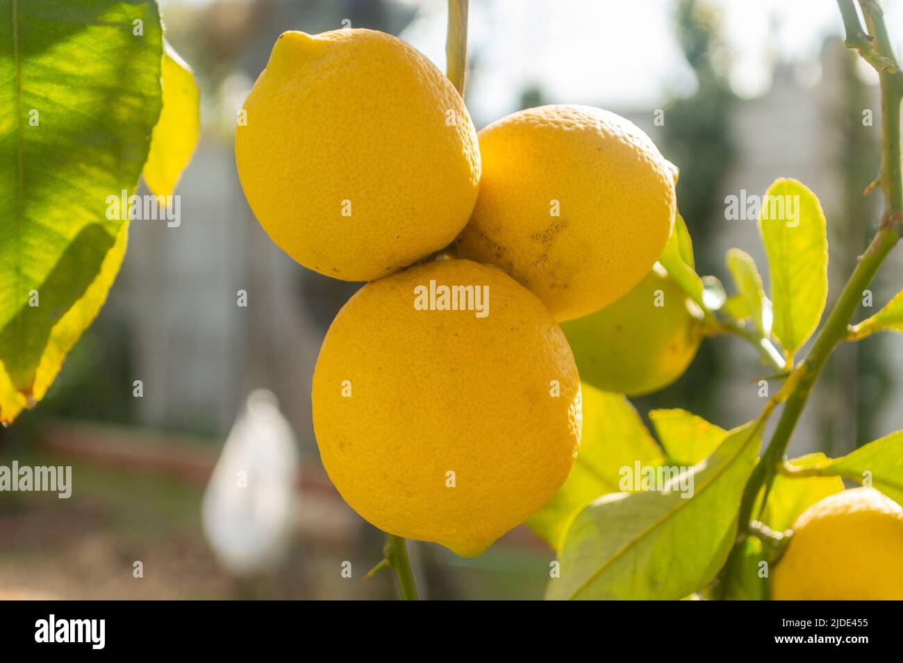 three lemons on the tree Stock Photo