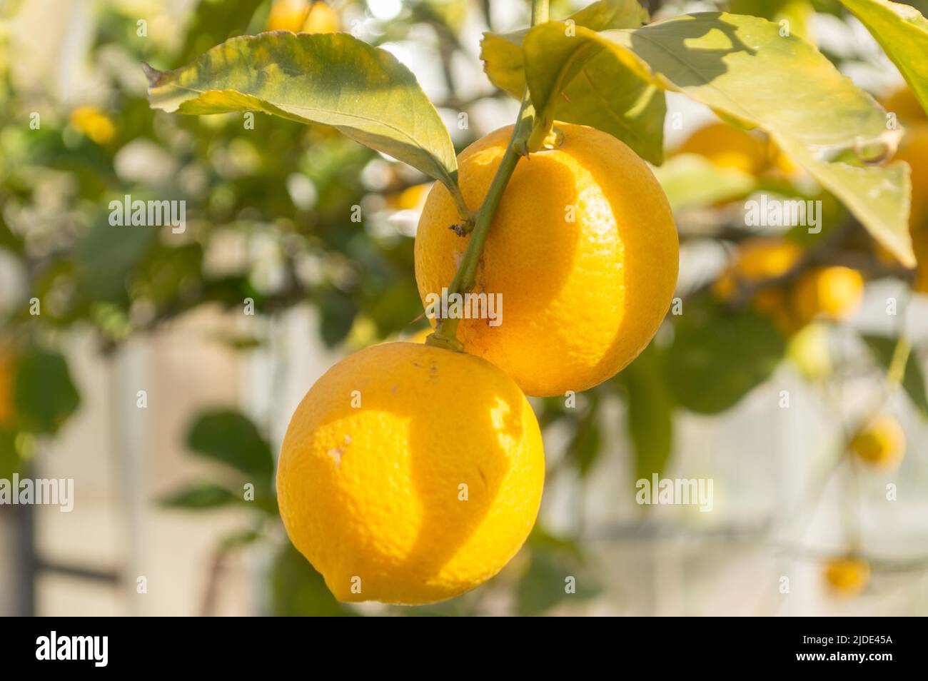 lemons on the tree Stock Photo