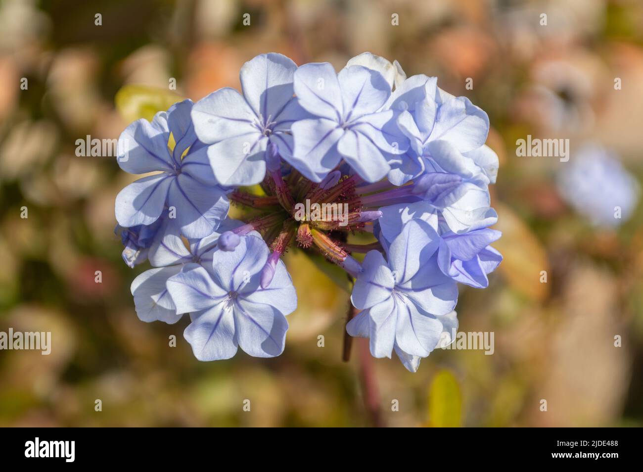 Flor de jazmín del cielo en primer plano Stock Photo