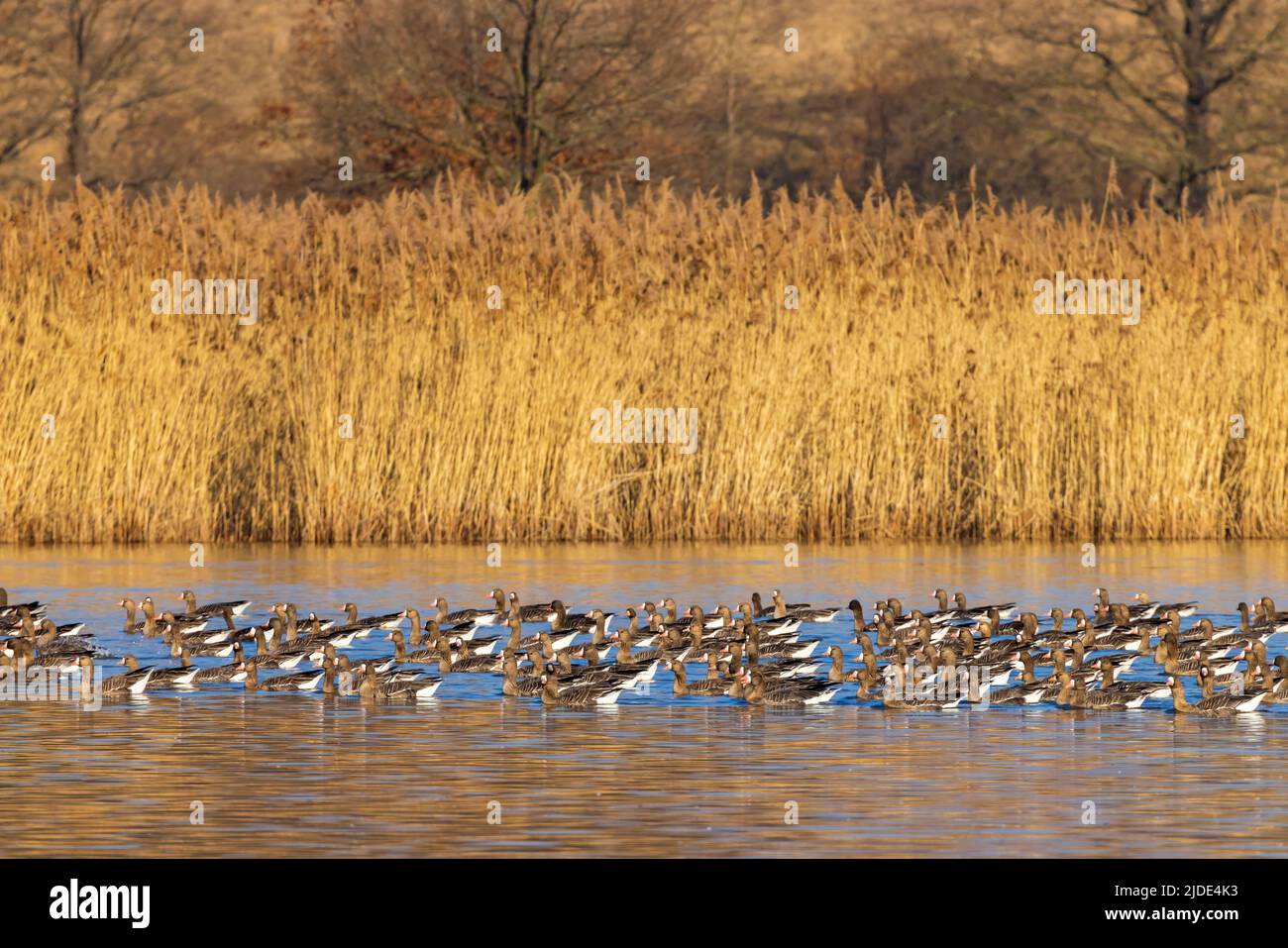 Great Goose, (Anser anser), Southern Bohemia, Czech Republic Stock ...