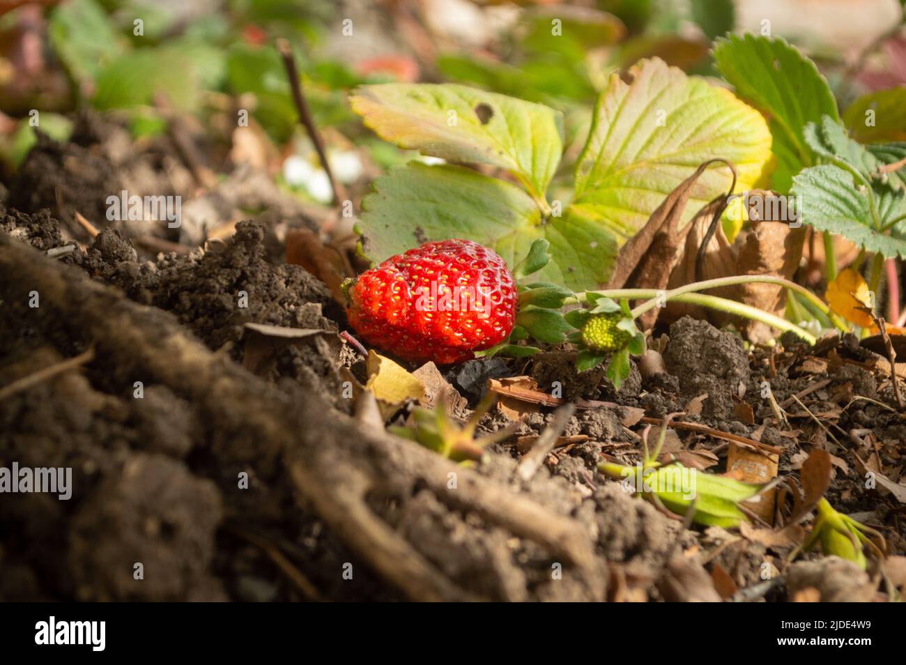 strawberry on the ground Stock Photo