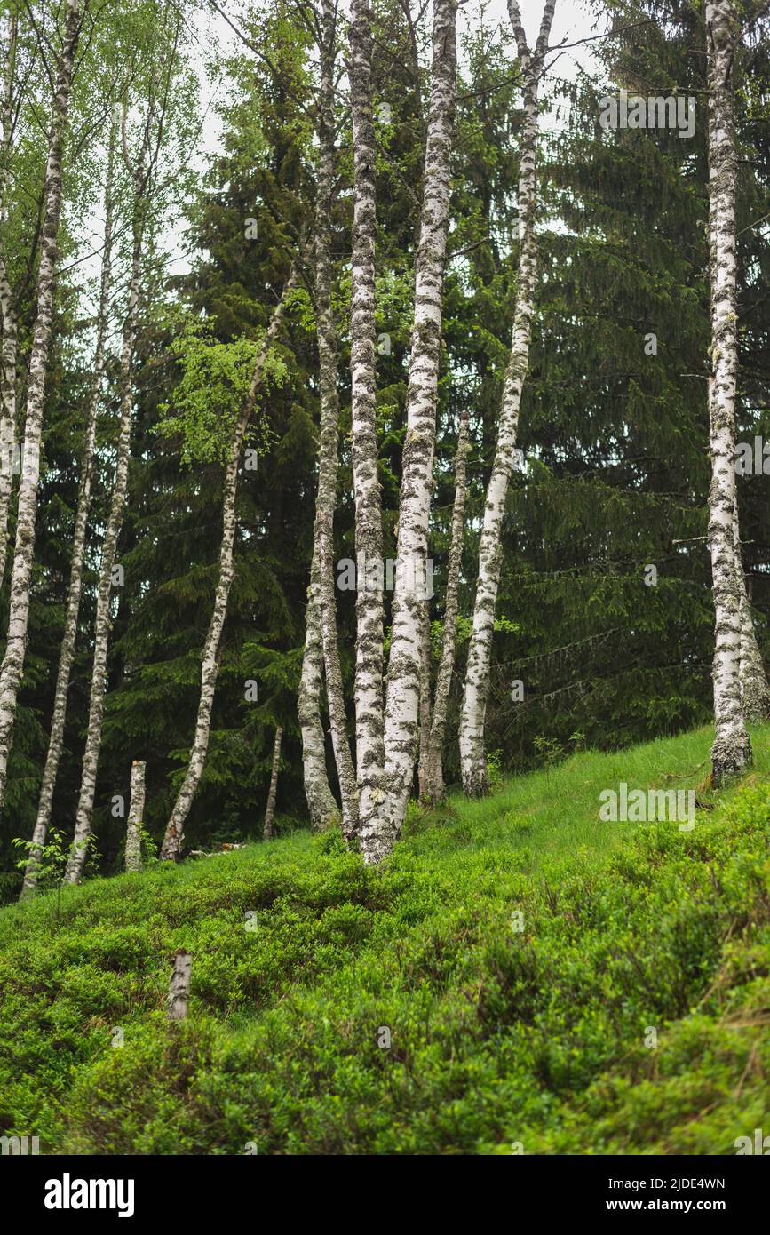 Beautiful birch trees on mountain in green grass on a summer day Stock ...